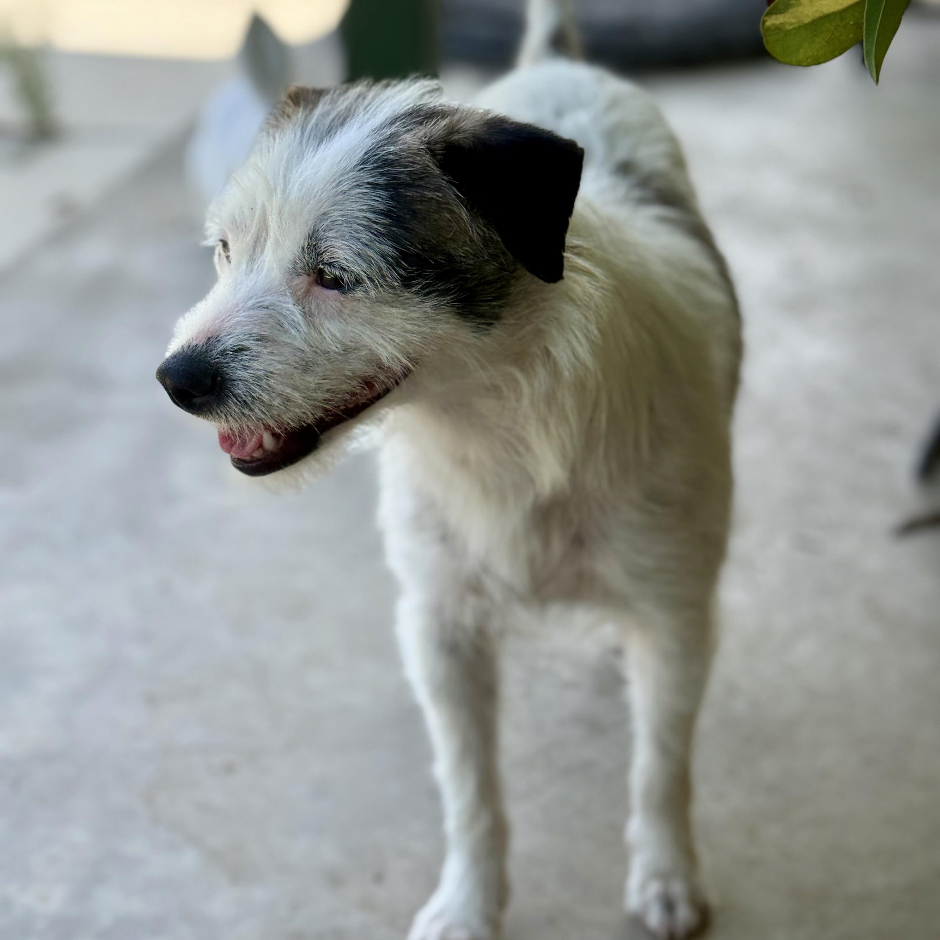 Amburger, a ADOPTABLE mixed breed in modesto, CA image 4/5