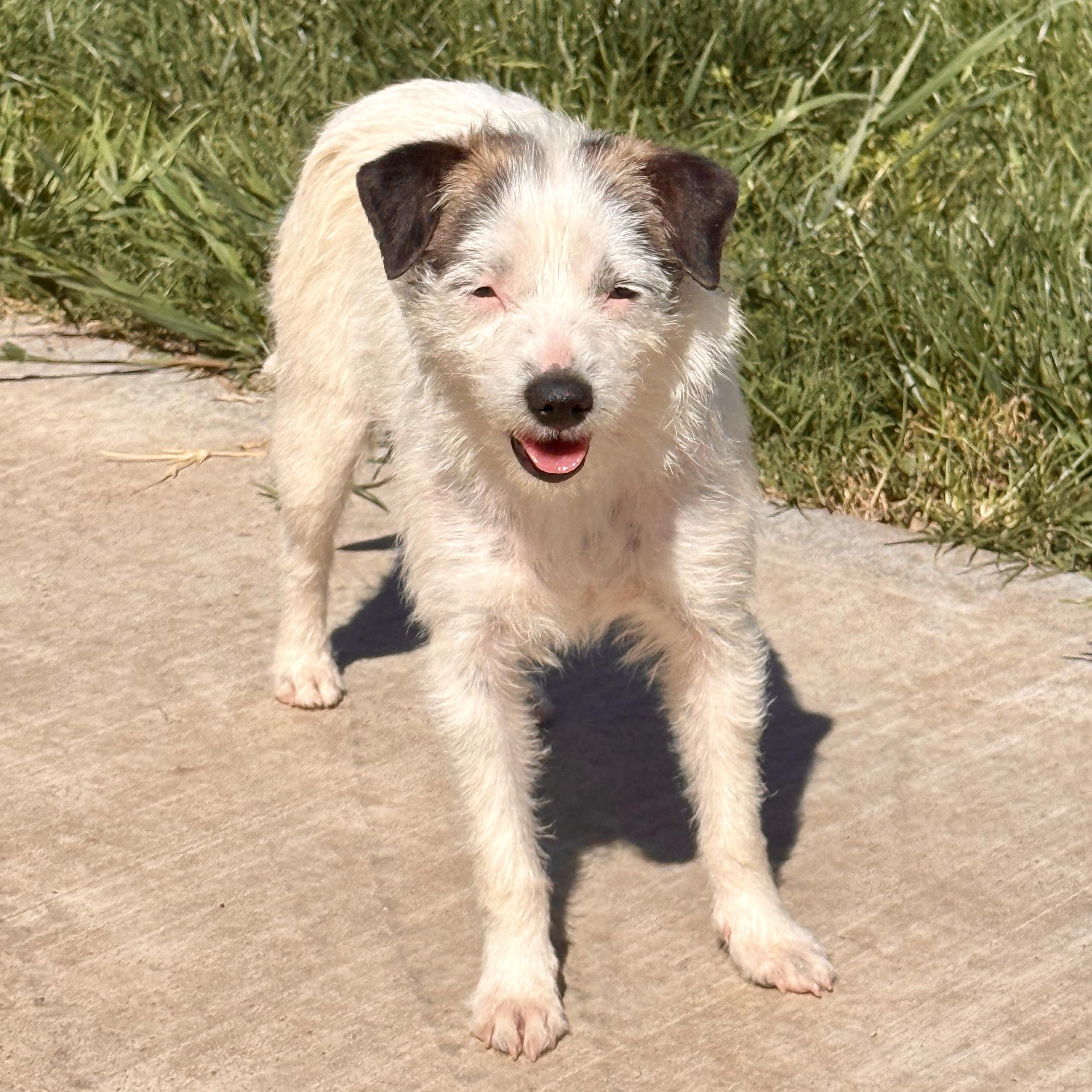 Amburger, a ADOPTABLE mixed breed in modesto, CA image 5/5