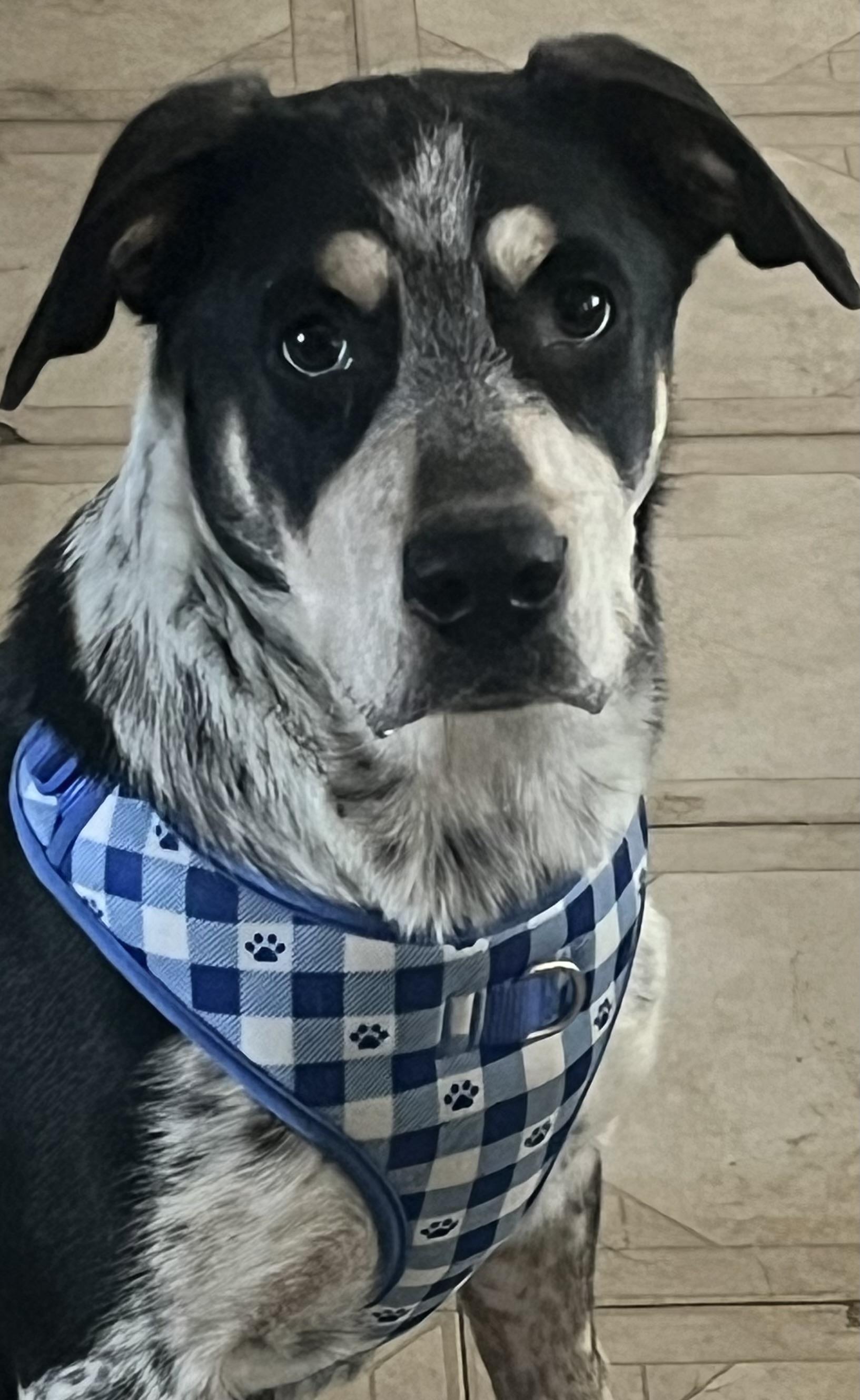 Toby, Adoptable, Young Male Hound.