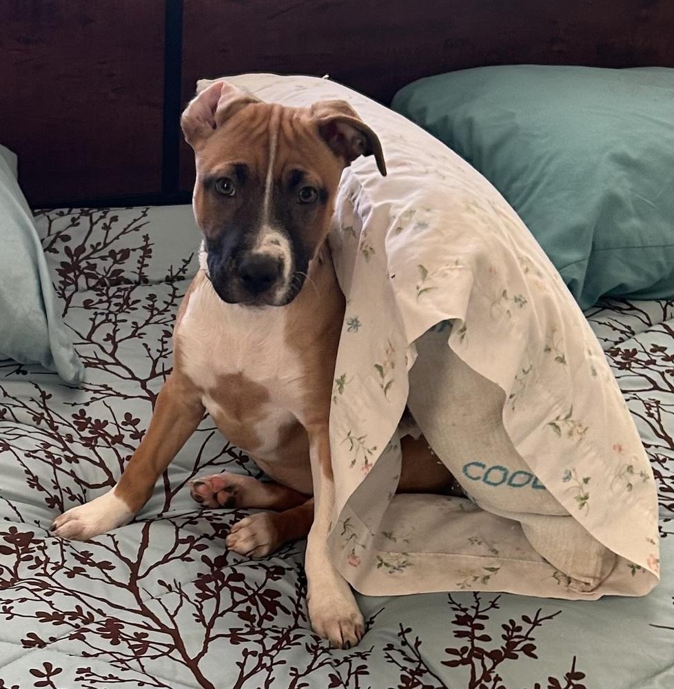 Enlarge Lettie, a Adoptable mixed breed in Warr Acres, OK image 1/6