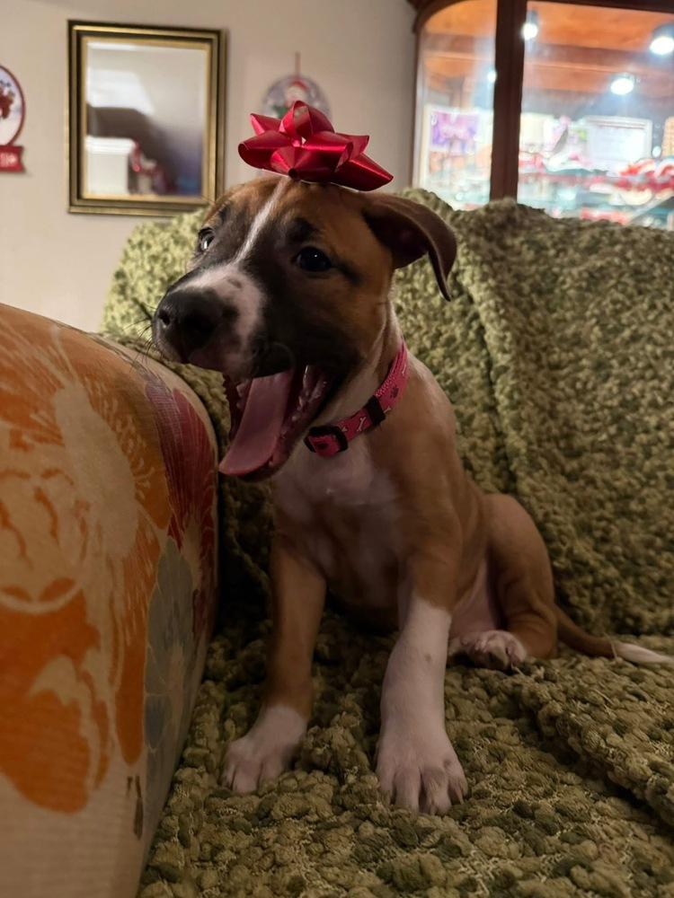 Lettie, Adoptable, Puppy Female Shepherd & Mixed Breed.