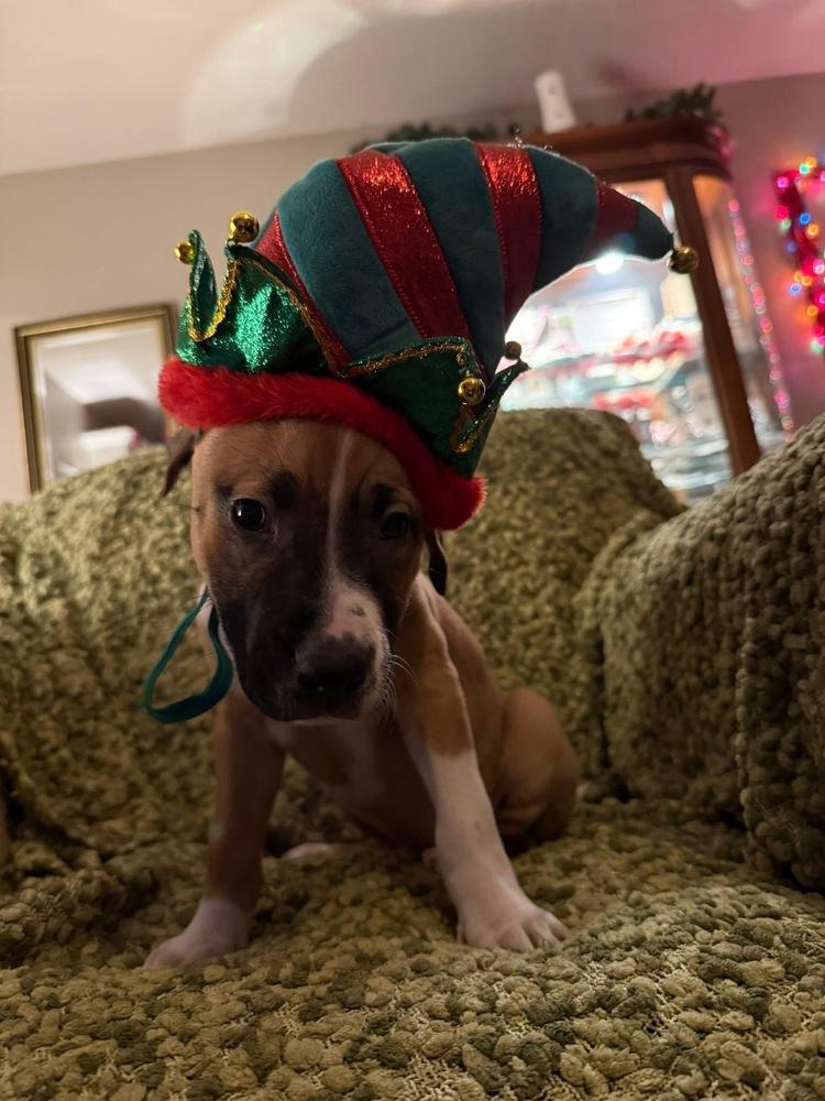 Enlarge Lettie, a Adoptable mixed breed in Warr Acres, OK image 2/6