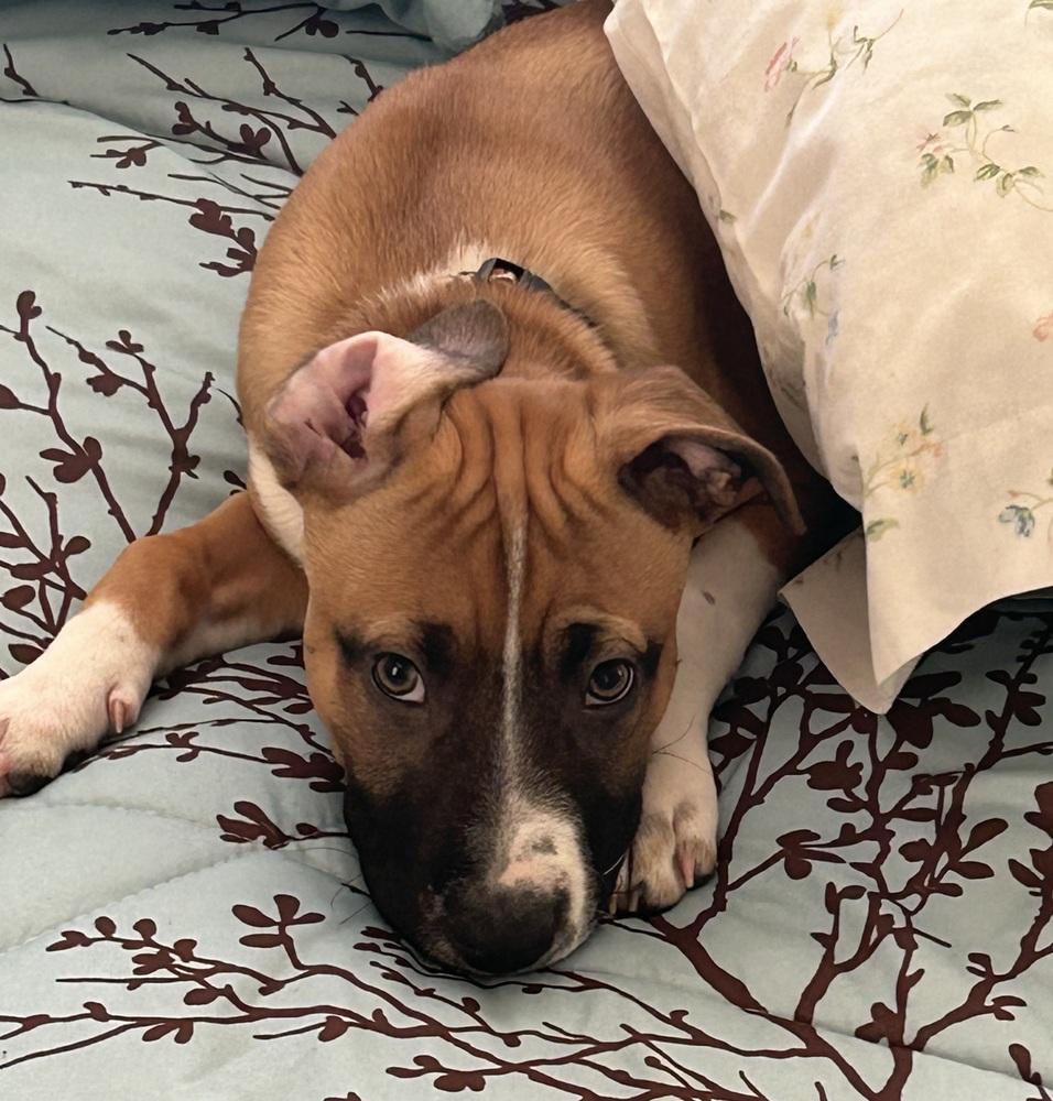 Enlarge Lettie, a Adoptable mixed breed in Warr Acres, OK image 3/6