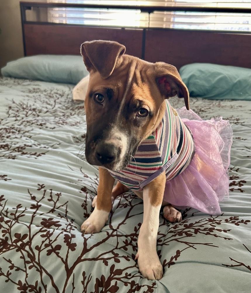 Enlarge Lettie, a Adoptable mixed breed in Warr Acres, OK image 4/6