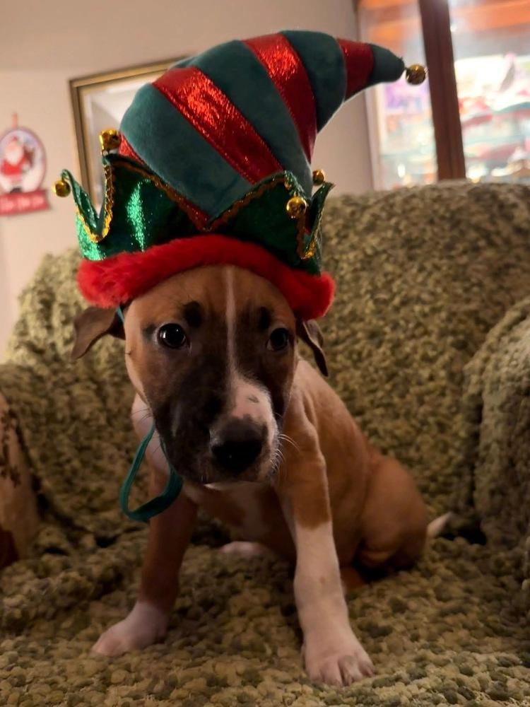 Enlarge Lettie, a Adoptable mixed breed in Warr Acres, OK image 3/6