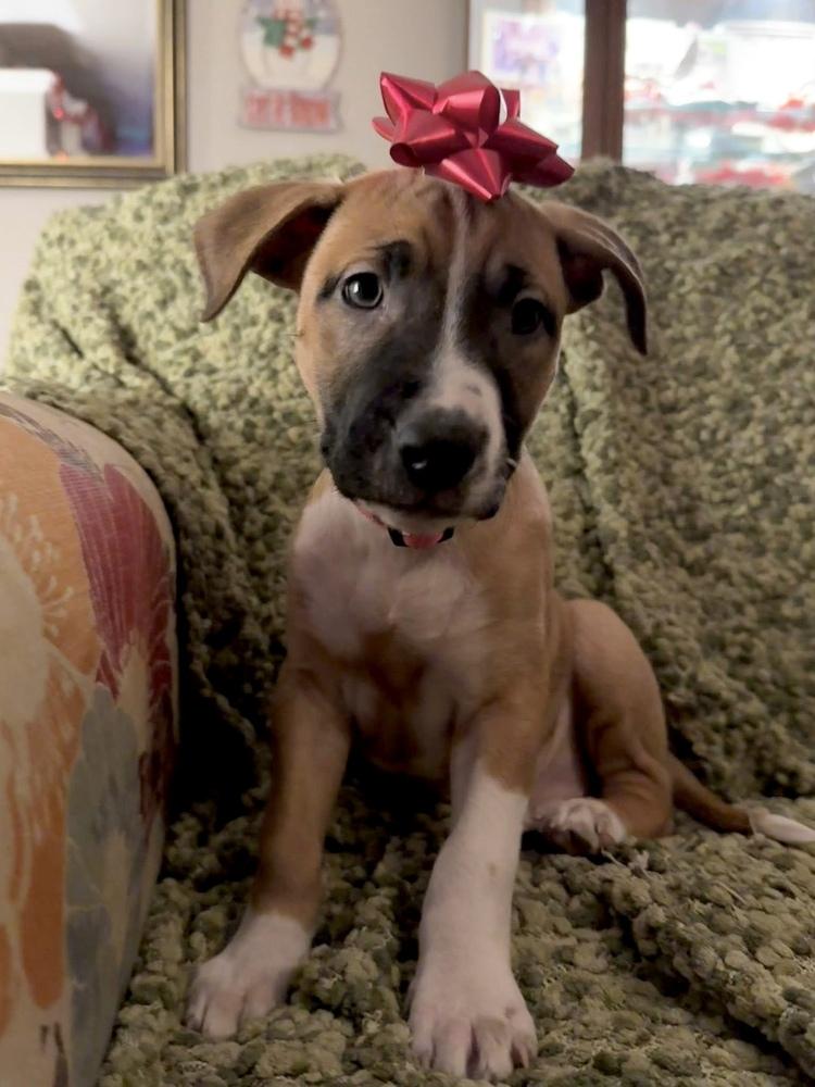 Enlarge Lettie, a Adoptable mixed breed in Warr Acres, OK image 4/6