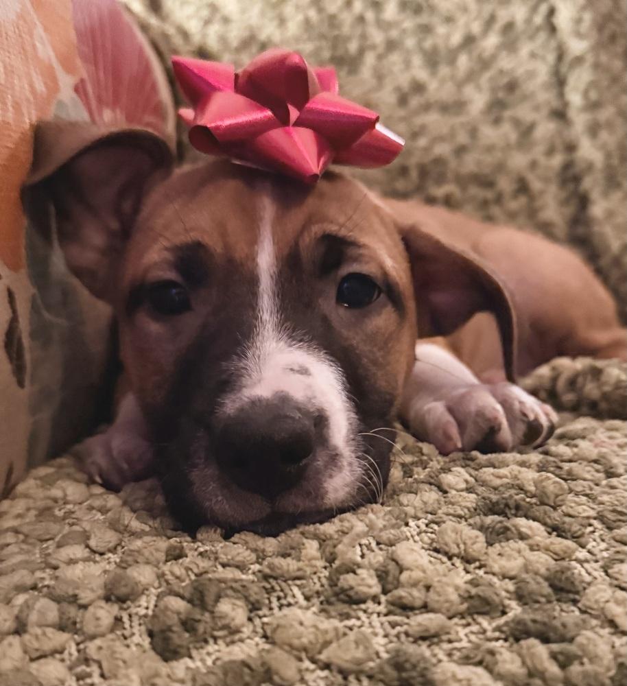 Enlarge Lettie, a Adoptable mixed breed in Warr Acres, OK image 5/6