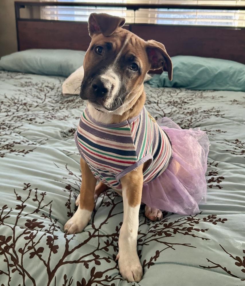 Enlarge Lettie, a Adoptable mixed breed in Warr Acres, OK image 5/6