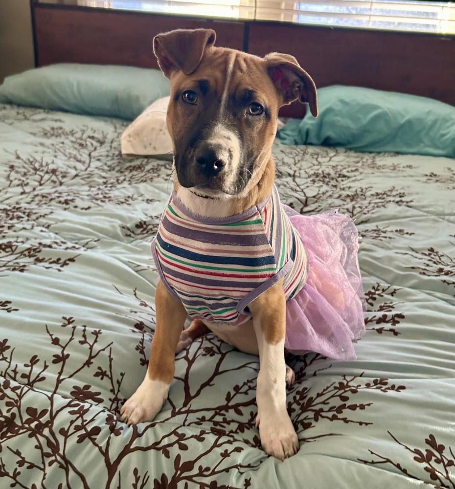 Enlarge Lettie, a Adoptable mixed breed in Warr Acres, OK image 6/6