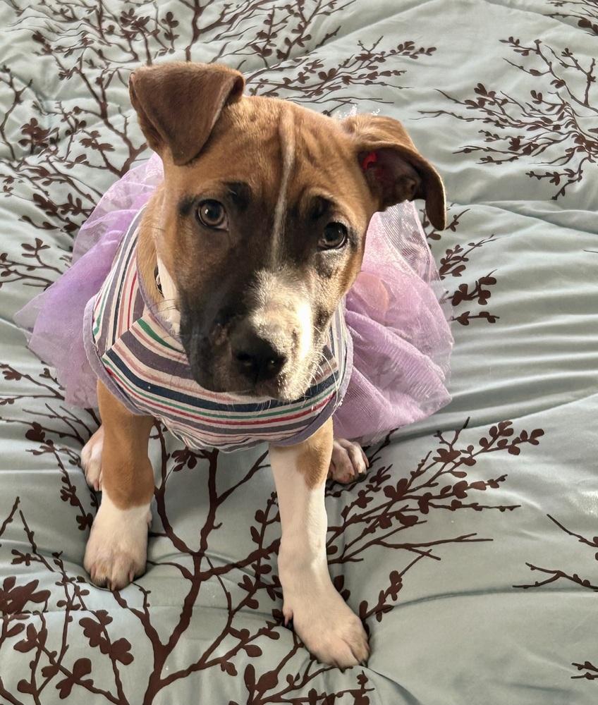 Enlarge Lettie, a Adoptable mixed breed in Warr Acres, OK image 6/6