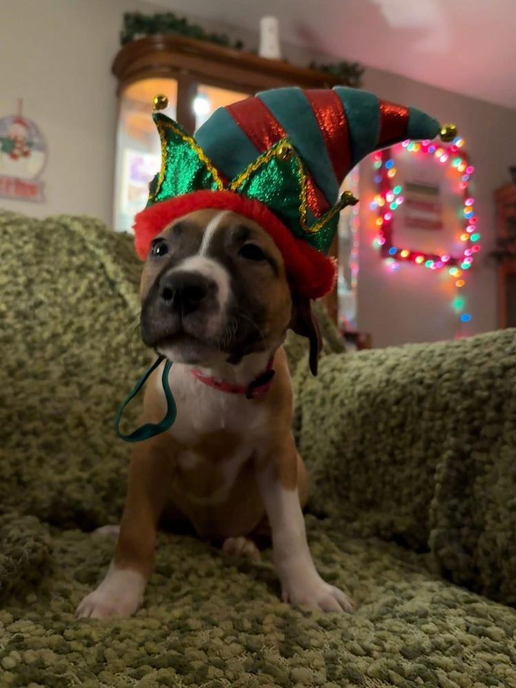 Enlarge Lettie, a Adoptable mixed breed in Warr Acres, OK image 6/6