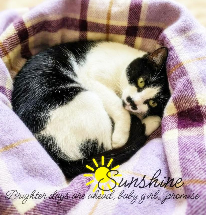 Enlarge Sunshine SAFE, a Adoptable Domestic Short Hair in Culpeper, VA image 1/1