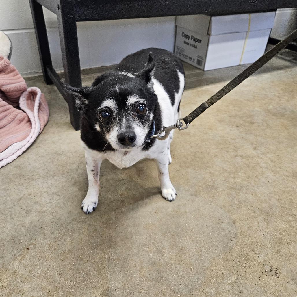 Enlarge Sammie, a Adoptable mixed breed in Jasper, IN image 1/2