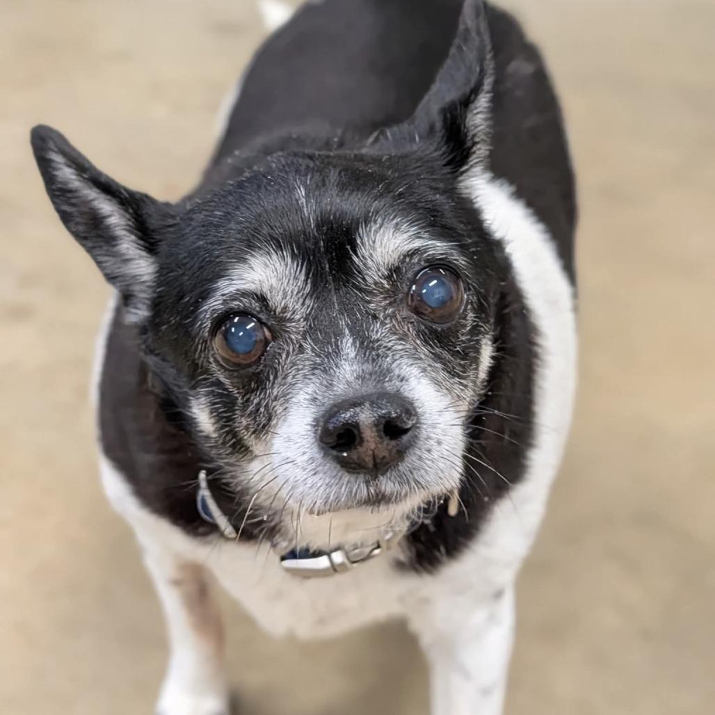 Enlarge Sammie, a Adoptable mixed breed in Jasper, IN image 2/2