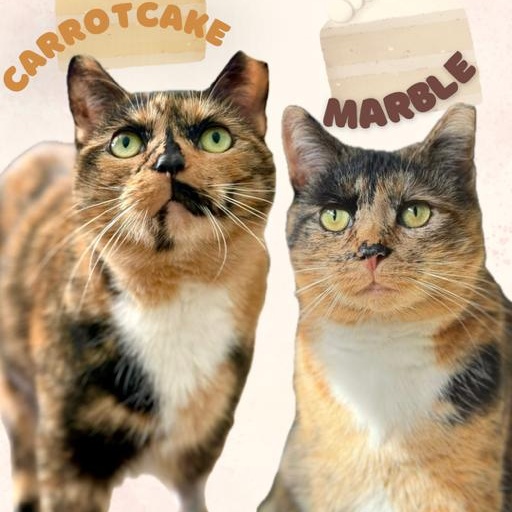 CarrotCake and Marble, ADOPTABLE, Adult Female Domestic Short Hair.