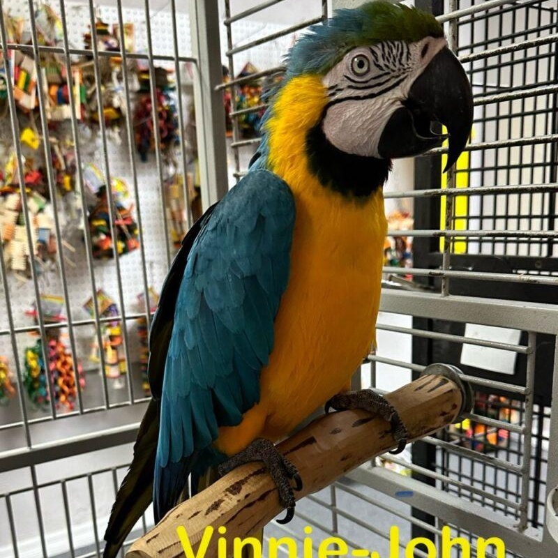 Vinnie John The Blue and Gold Macaw, Adoptable, Adult Unknown Macaw.
