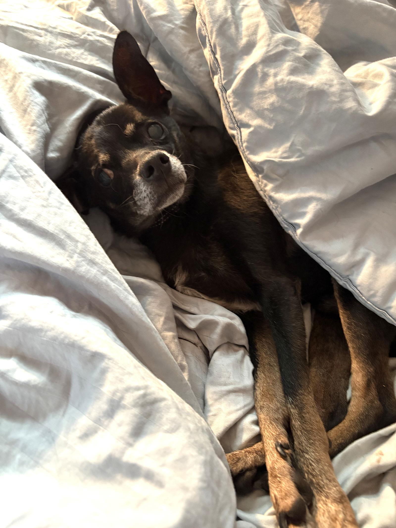 Black Jack, Adoptable, Senior Male Chihuahua.