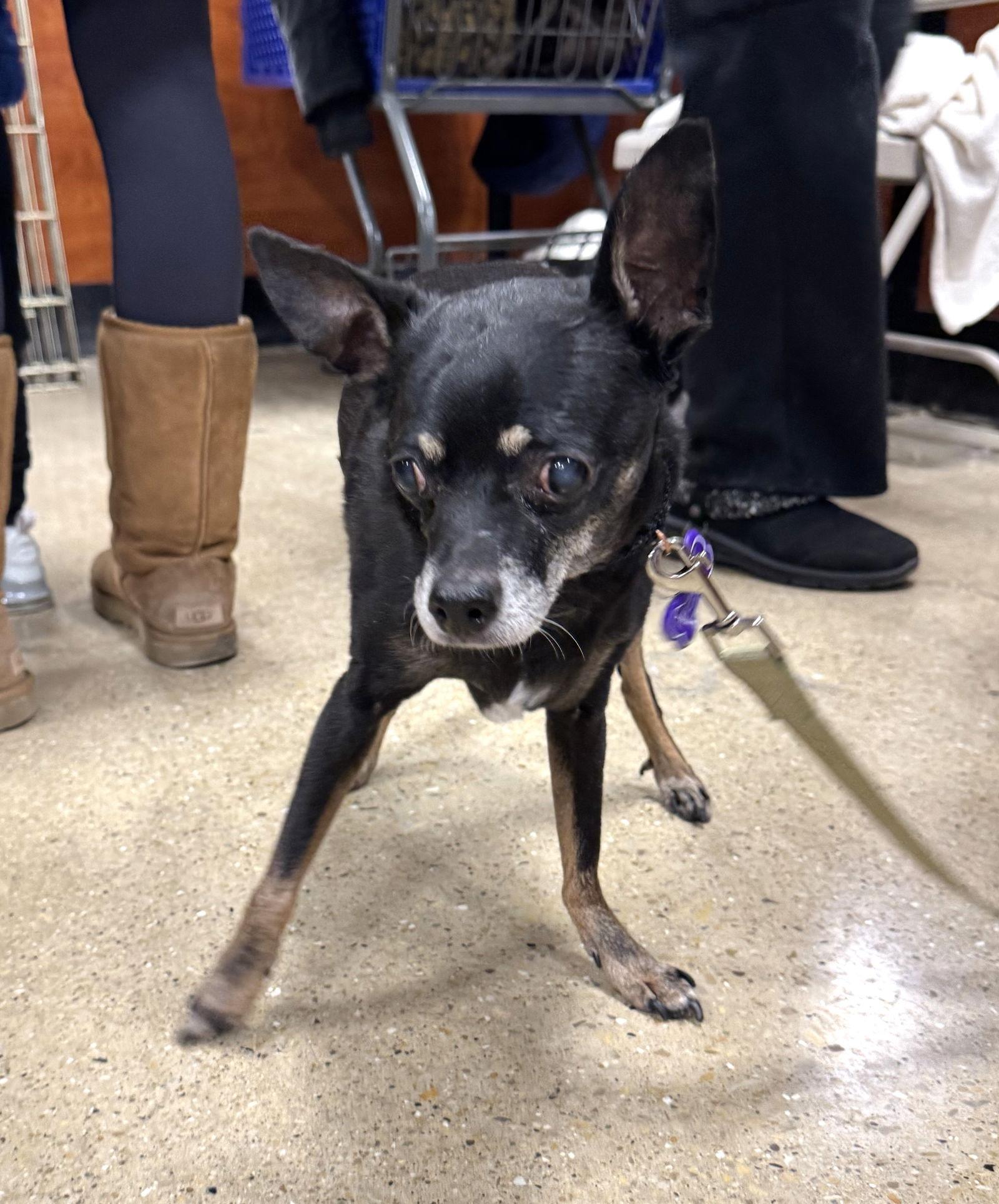 Black Jack, Adoptable, Senior Male Chihuahua.