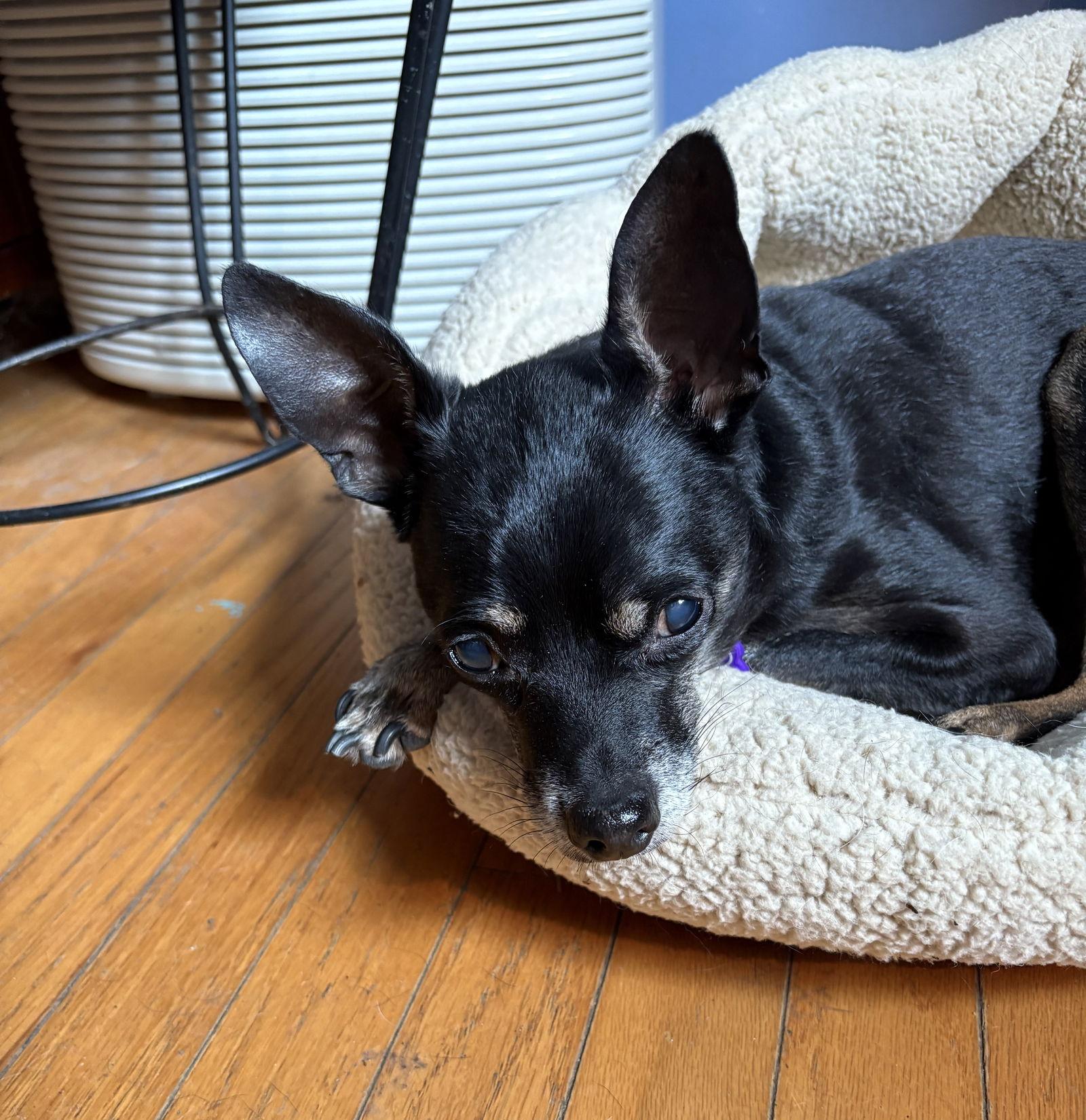 Black Jack, a Adoptable Chihuahua in Wheaton, IL image 2/3