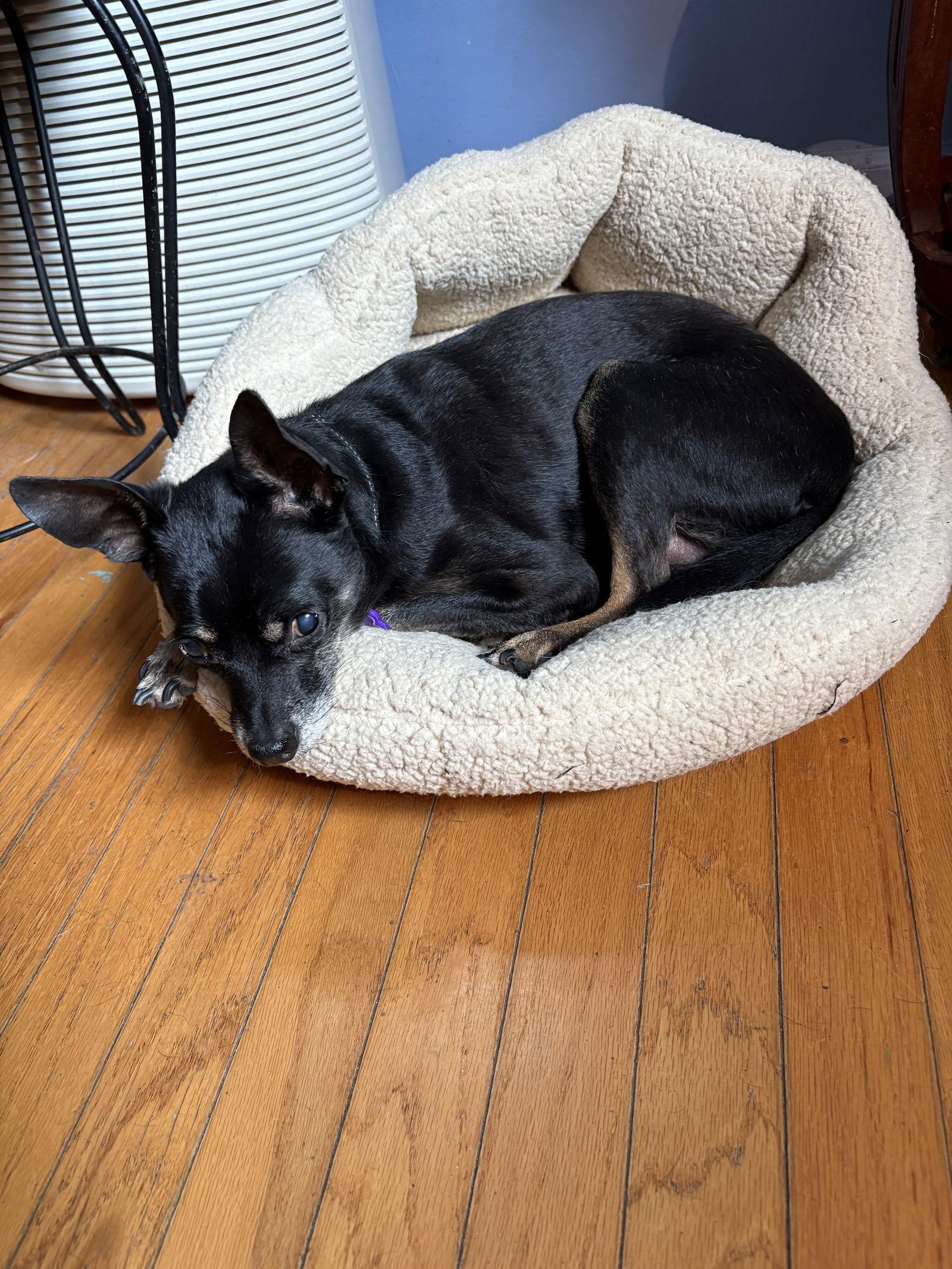 Black Jack, a Adoptable Chihuahua in Wheaton, IL image 3/3