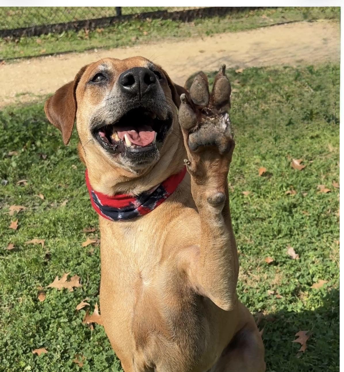 Enlarge BIG BEN- mellow boy, a Adoptable mixed breed in Groton, CT image 4/6