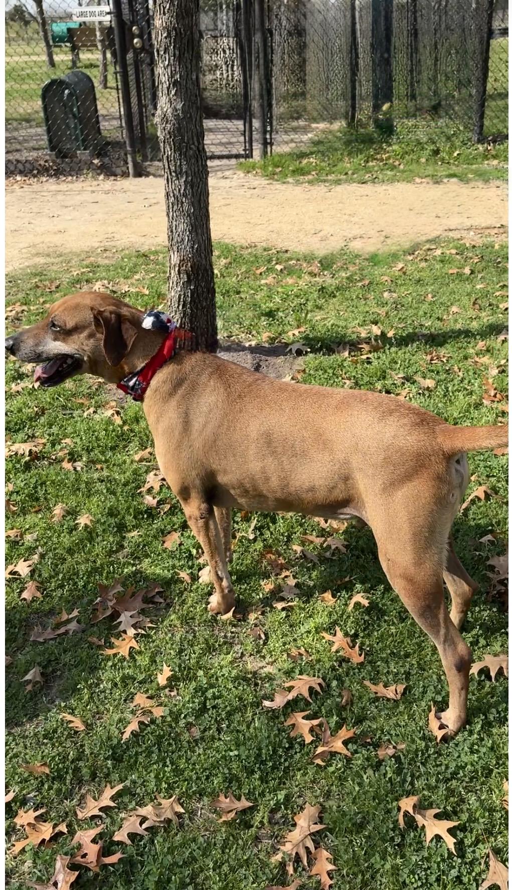 Enlarge BIG BEN- mellow boy, a Adoptable mixed breed in Groton, CT image 5/6