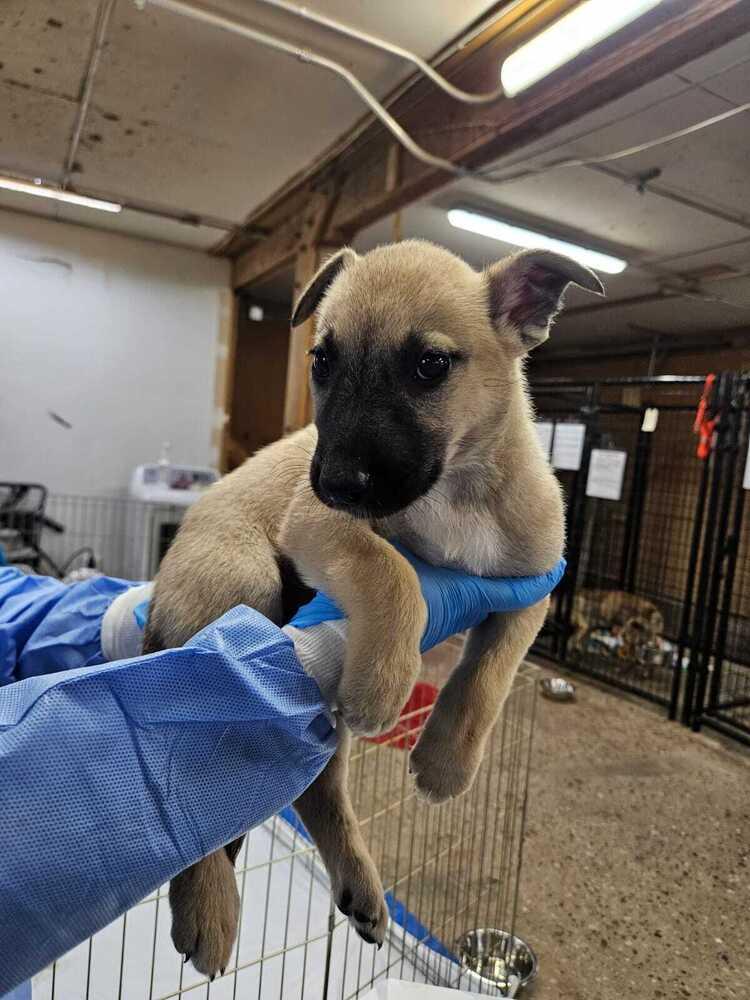 Enlarge Verda, a Adoptable mixed breed in Calgary, AB image 1/1