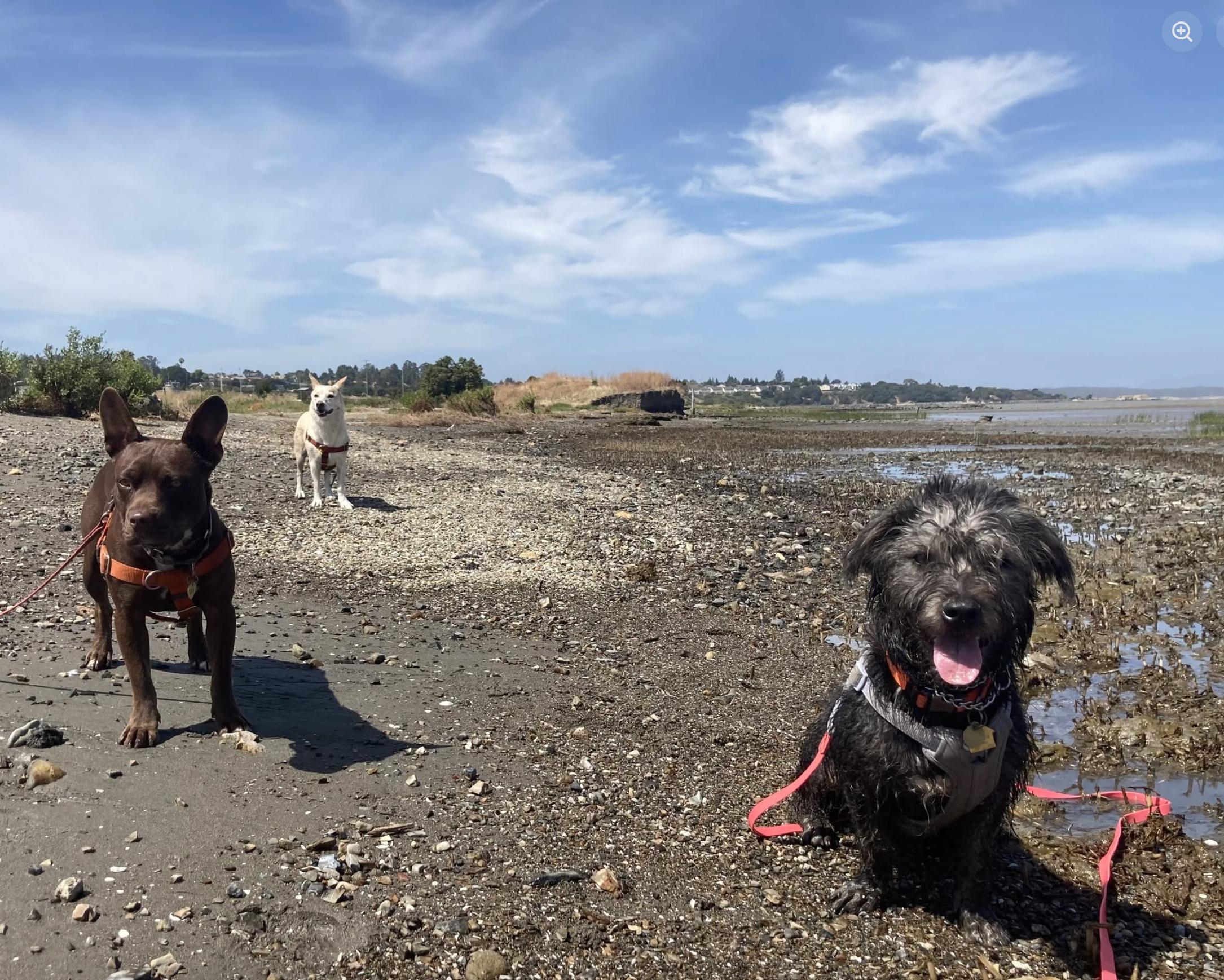 Chancey, a Adoptable mixed breed in Emeryville, CA image 3/5