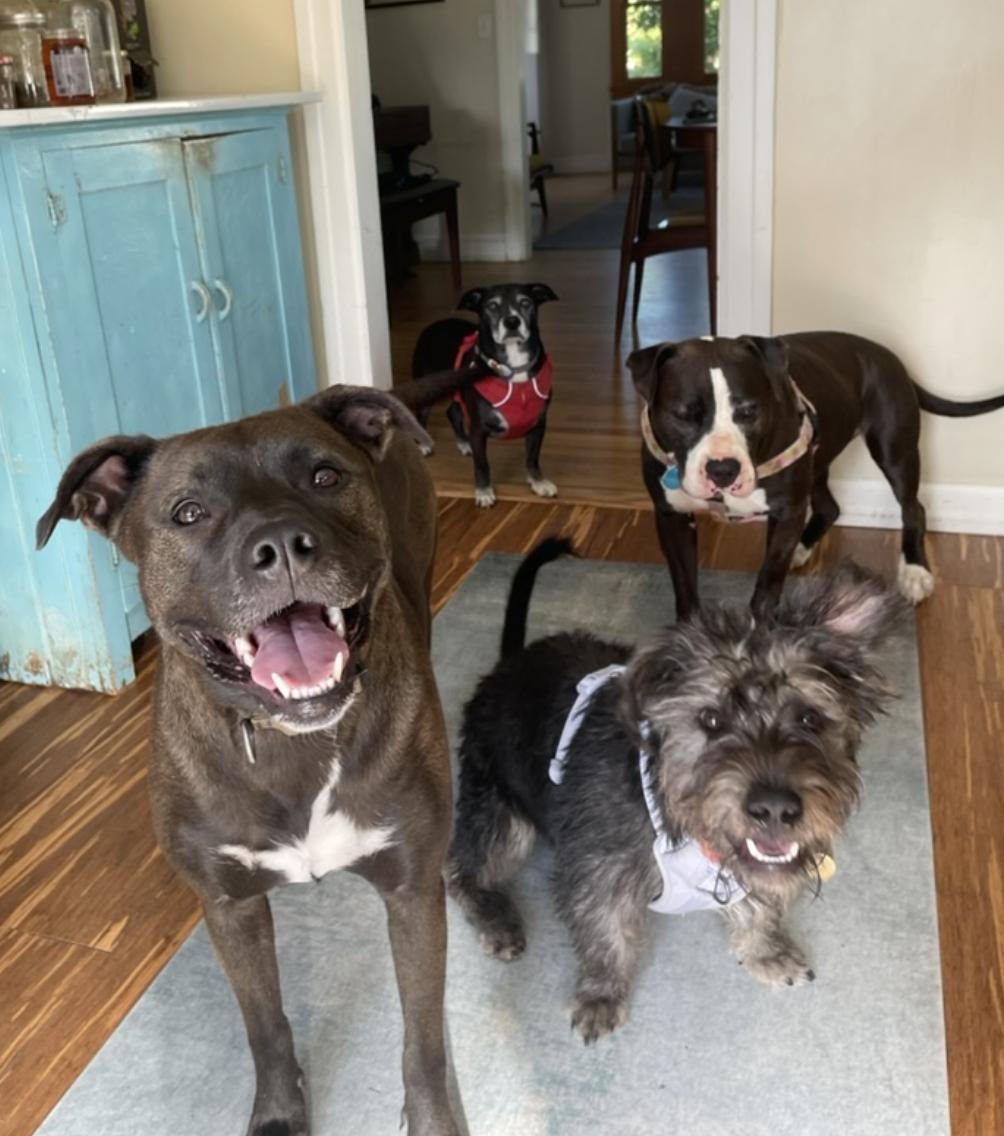 Enlarge Chancey, a Adoptable mixed breed in Emeryville, CA image 4/6