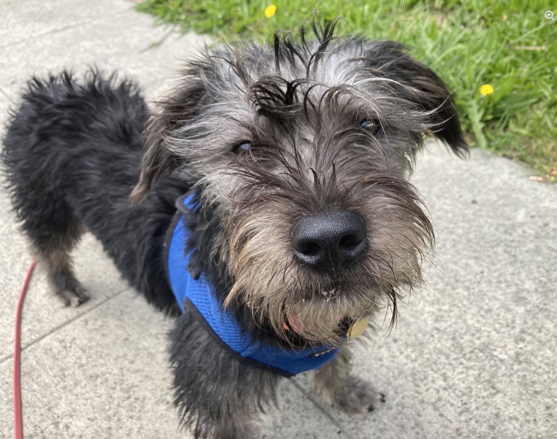 Chancey, Adoptable, Young Male Terrier.