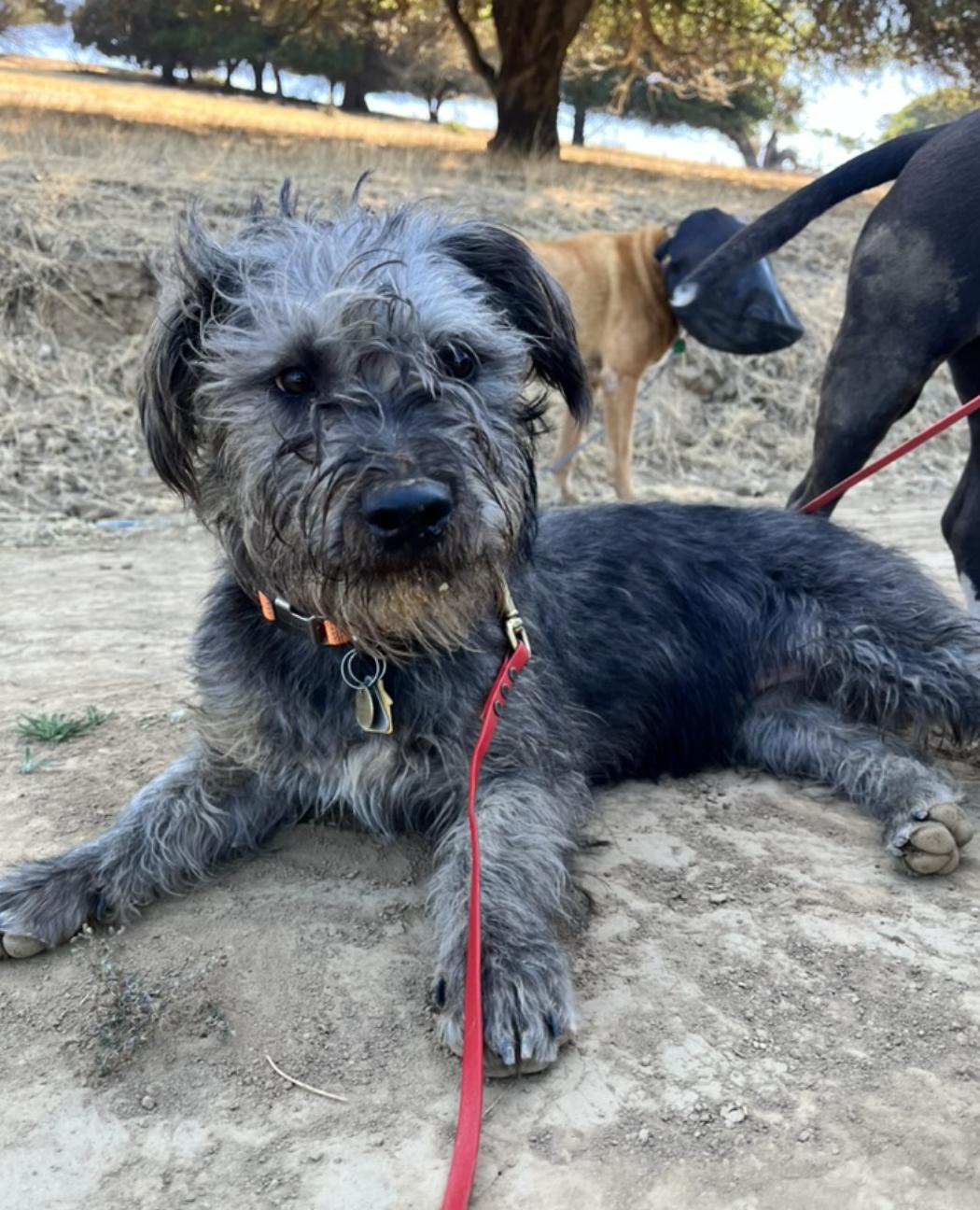 Enlarge Chancey, a Adoptable mixed breed in Emeryville, CA image 6/6