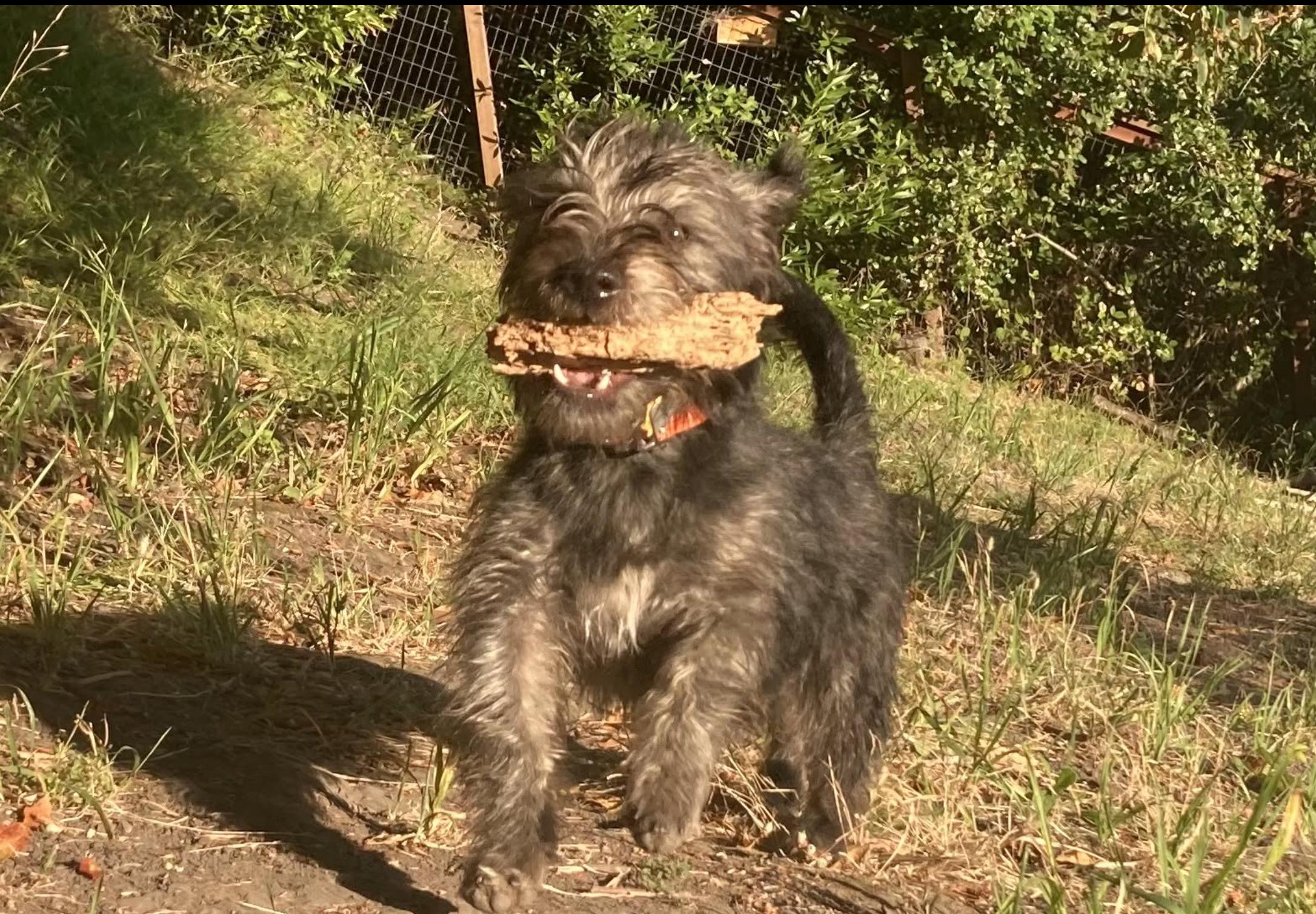 Chancey, a Adoptable mixed breed in Emeryville, CA image 5/5