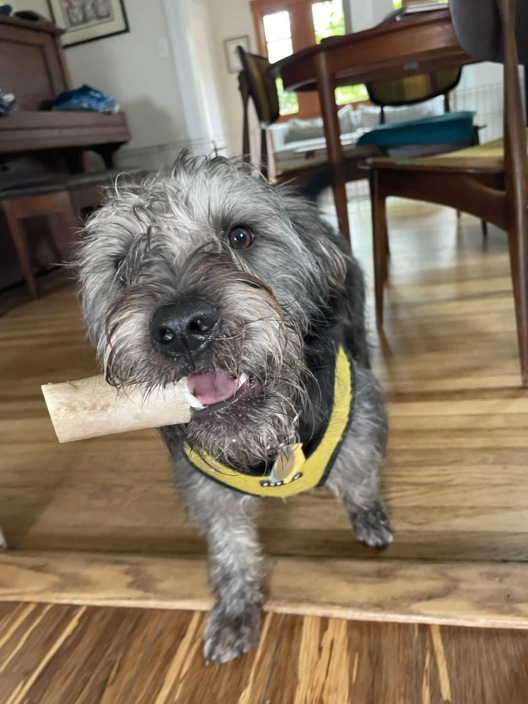 Enlarge Chancey, a Adoptable mixed breed in Emeryville, CA image 5/6