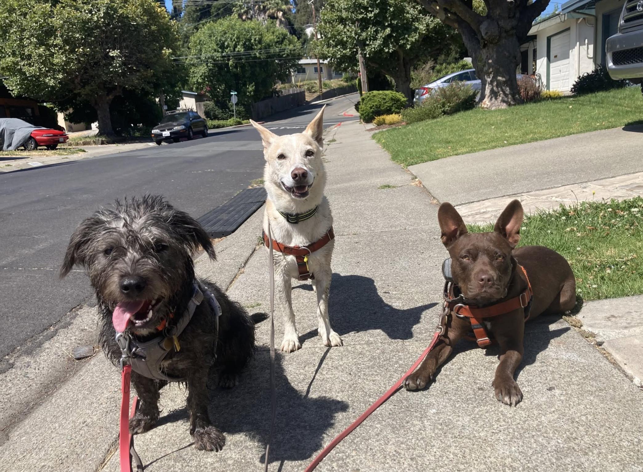 Chancey, a Adoptable mixed breed in Emeryville, CA image 2/5