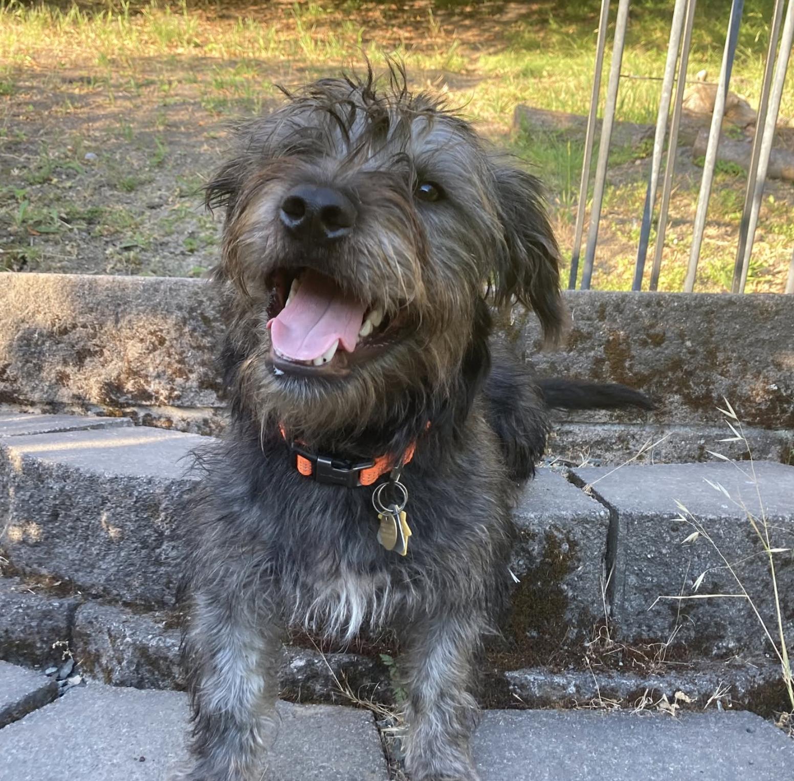 Chancey, a Adoptable mixed breed in Emeryville, CA image 1/5