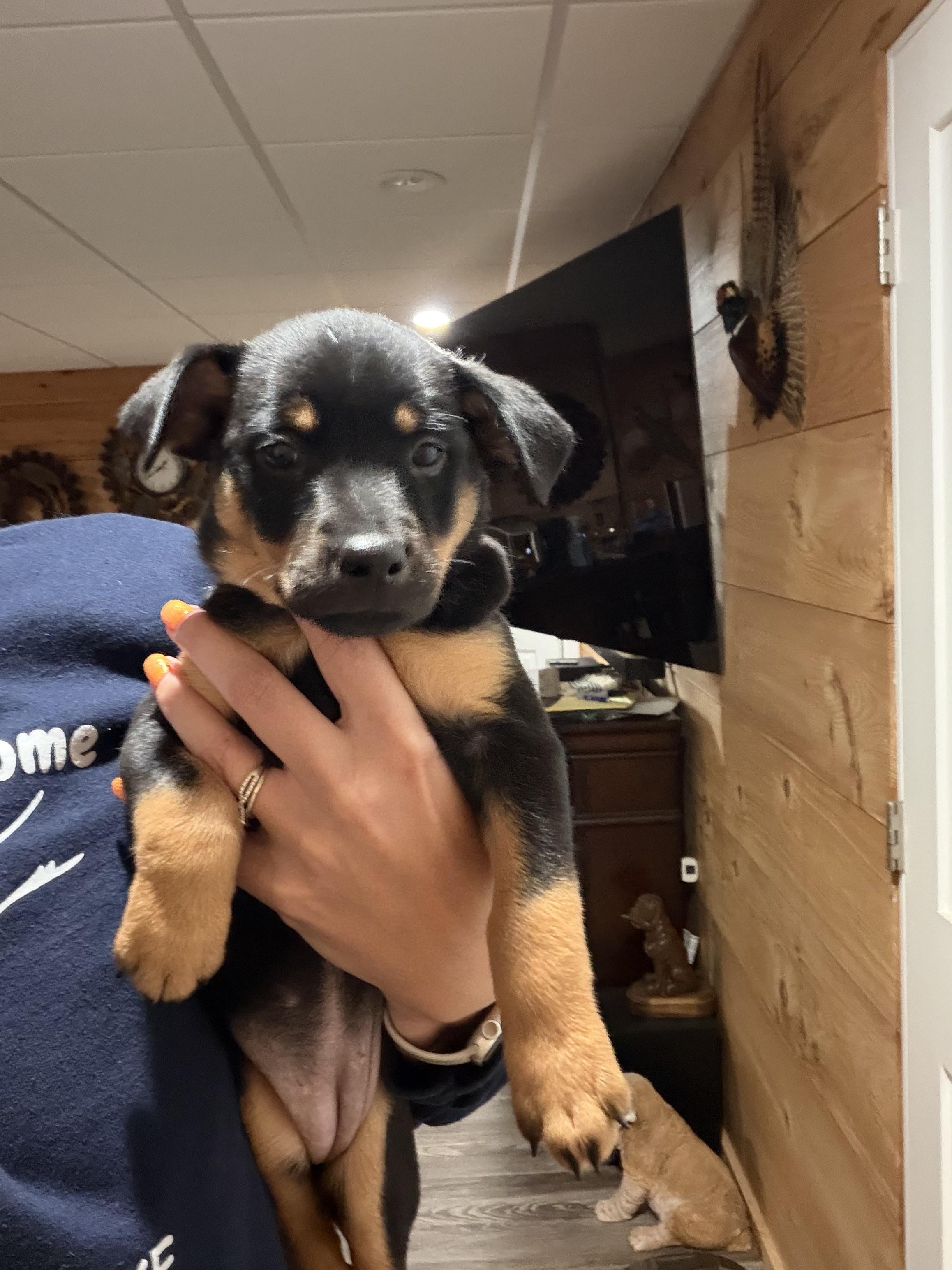 Lady Capulet, Adoptable, Puppy Female Australian Shepherd.