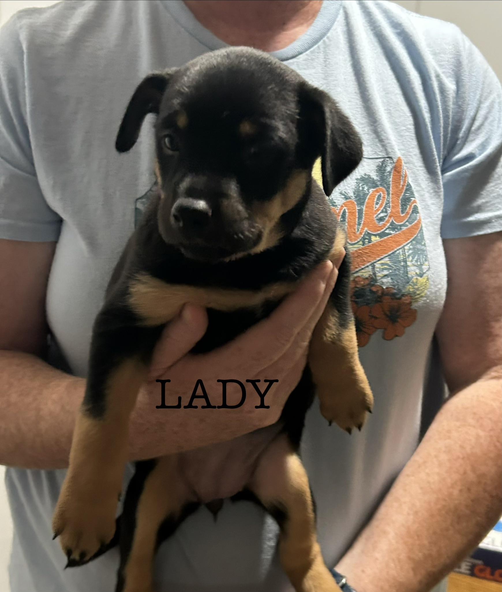 Enlarge Lady Capulet, a Adoptable Australian Shepherd in Knoxville, TN image 4/5