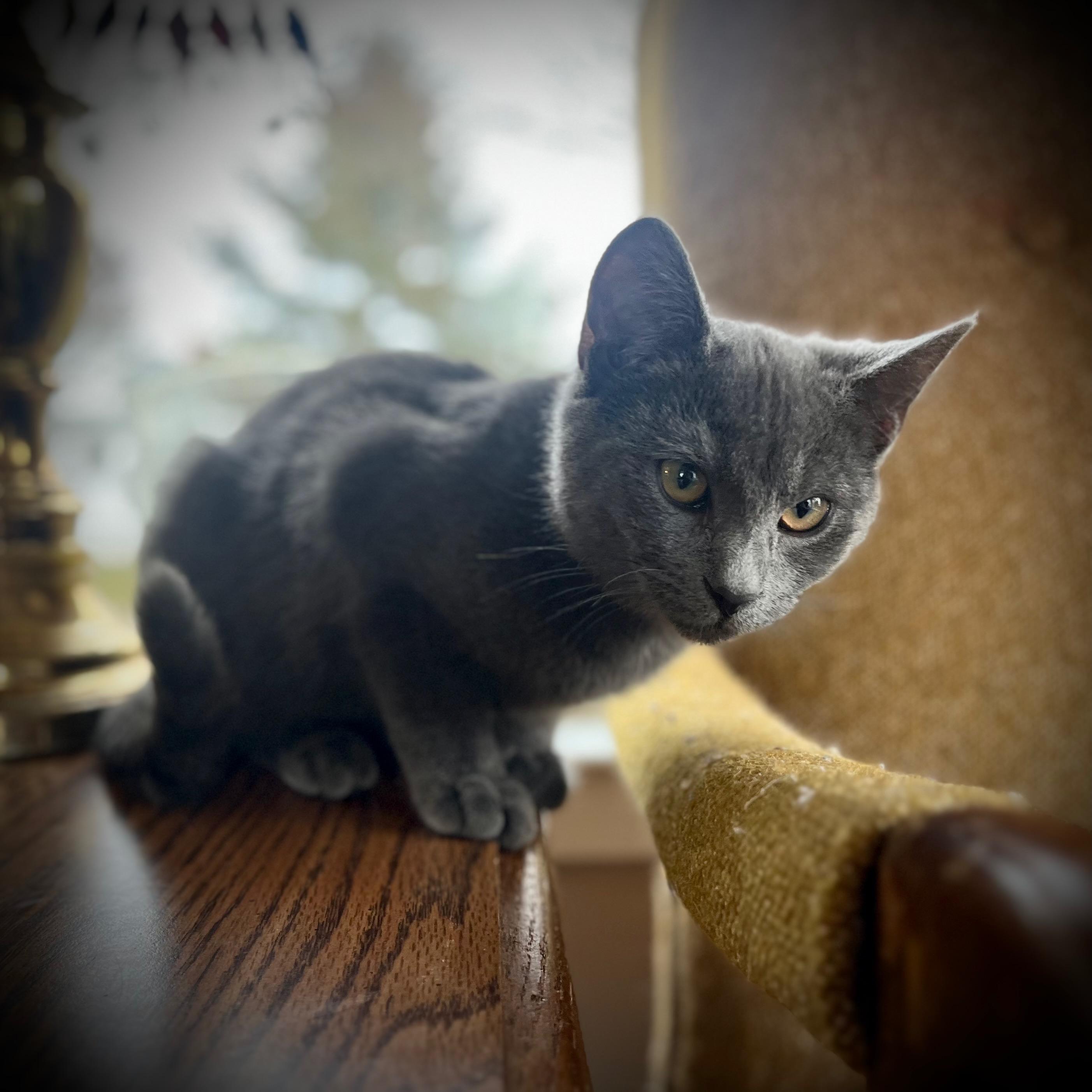 Enlarge Paul McCartney, a Adopted Domestic Short Hair in Hershey, PA image 1/6