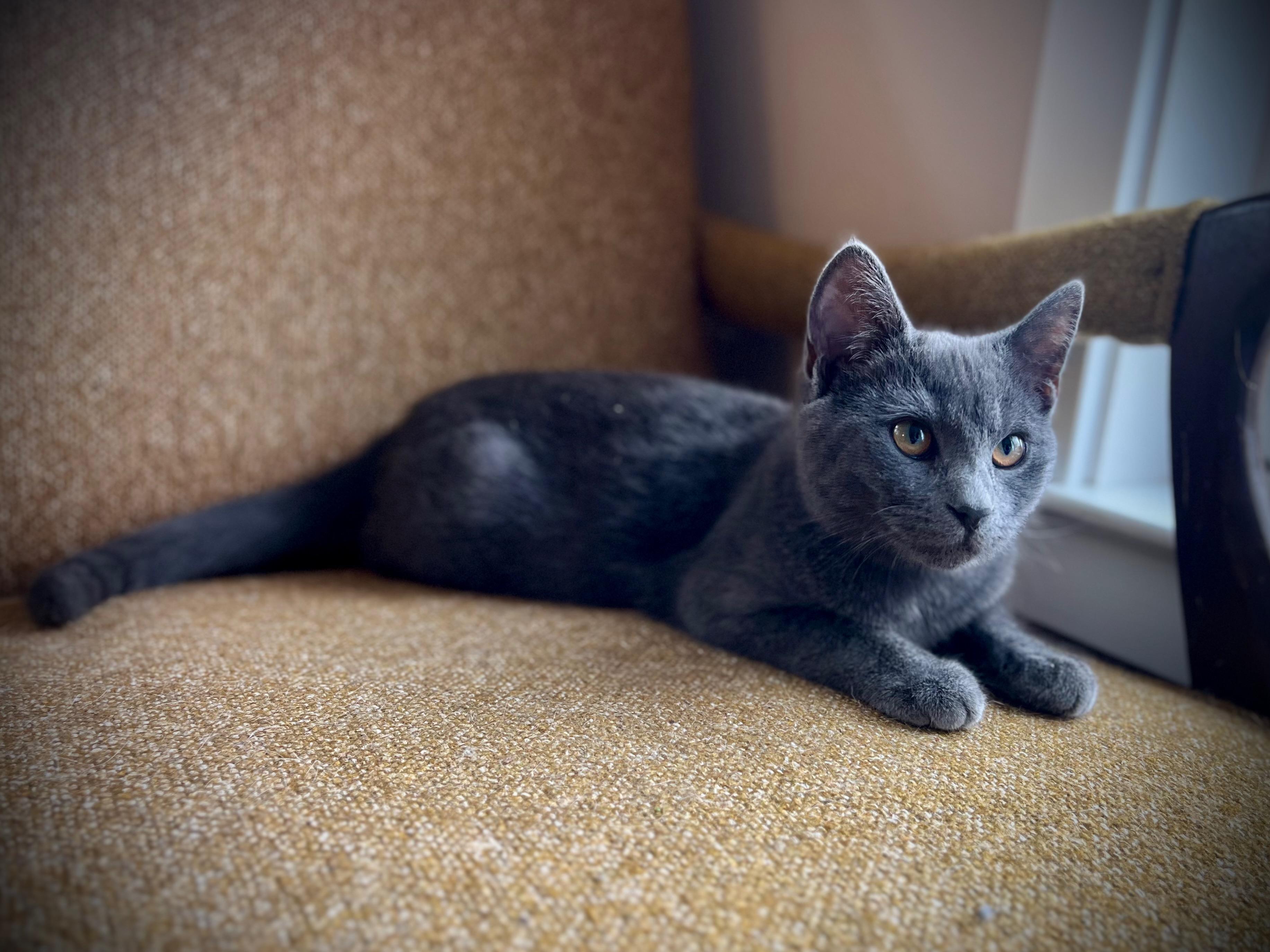Enlarge Paul McCartney, a Adopted Domestic Short Hair in Hershey, PA image 2/6