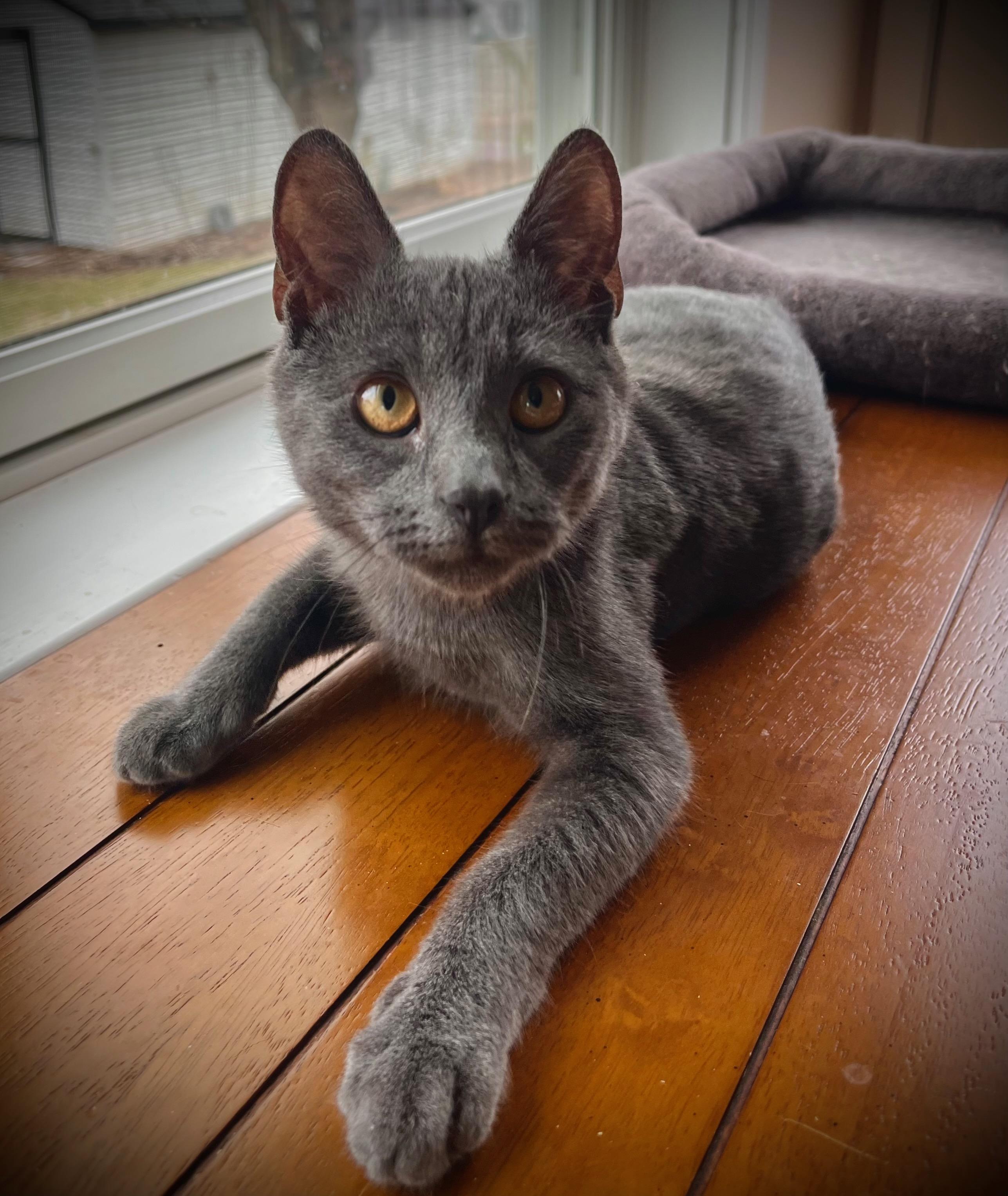 Enlarge Paul McCartney, a Adopted Domestic Short Hair in Hershey, PA image 3/6