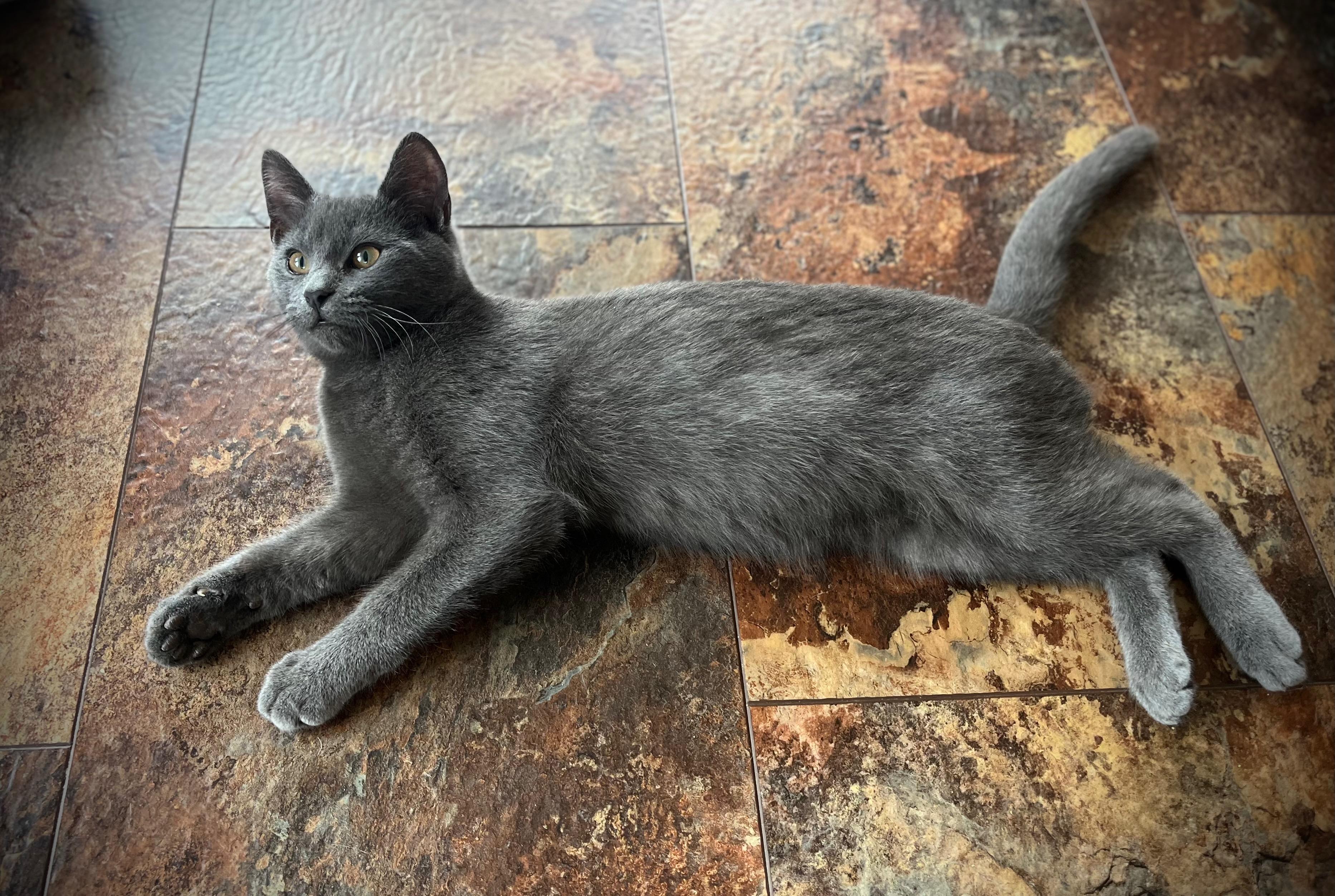 Enlarge Paul McCartney, a Adopted Domestic Short Hair in Hershey, PA image 4/6