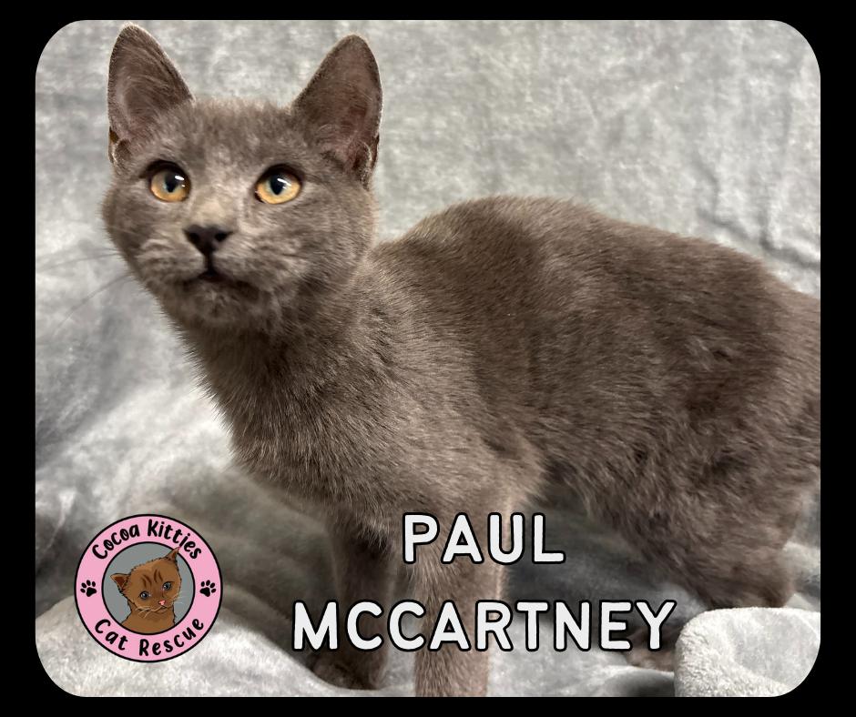 Enlarge Paul McCartney, a Adopted Domestic Short Hair in Hershey, PA image 5/6