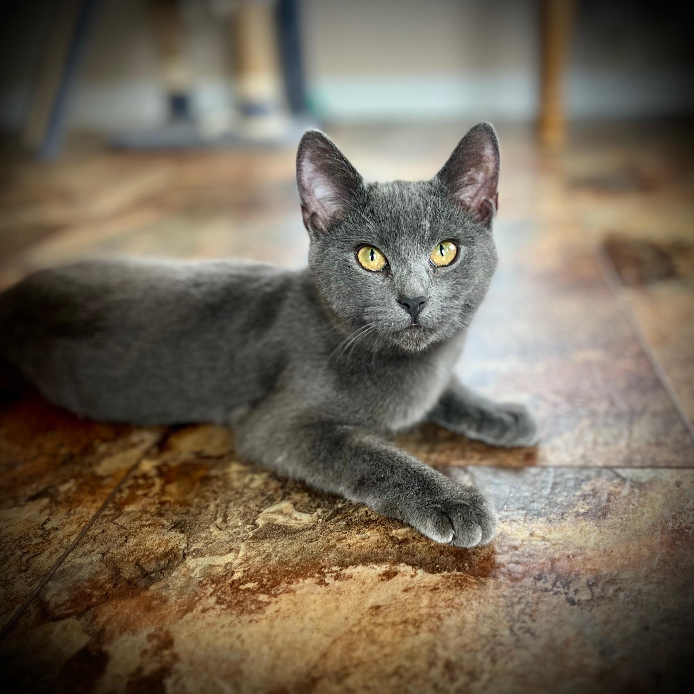 Enlarge Paul McCartney, a Adopted Domestic Short Hair in Hershey, PA image 6/6