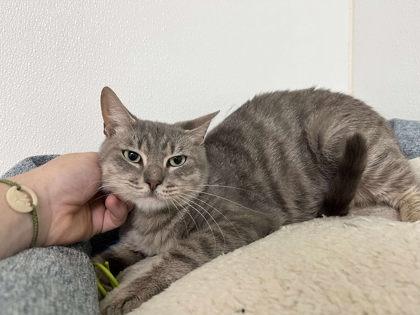 Enlarge Neptune, a Adoptable Domestic Short Hair in Clayton, GA image 1/2