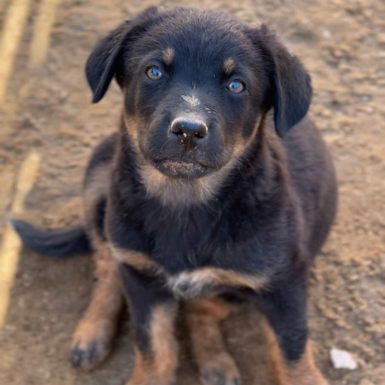 Raven, Baby Female German Shepherd Dog