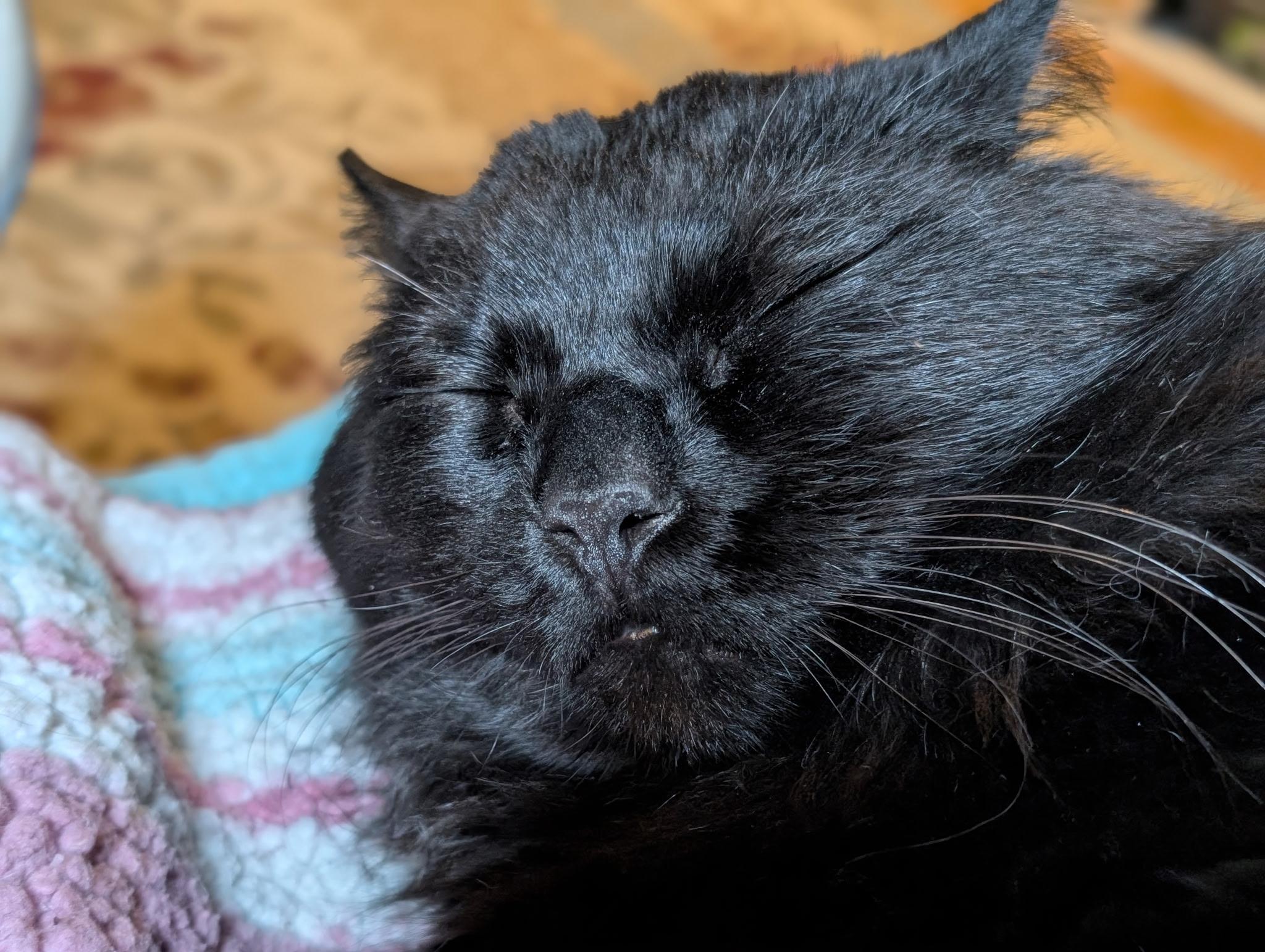 Enlarge Dude!, a Adoptable mixed breed in Griswold, CT image 6/6