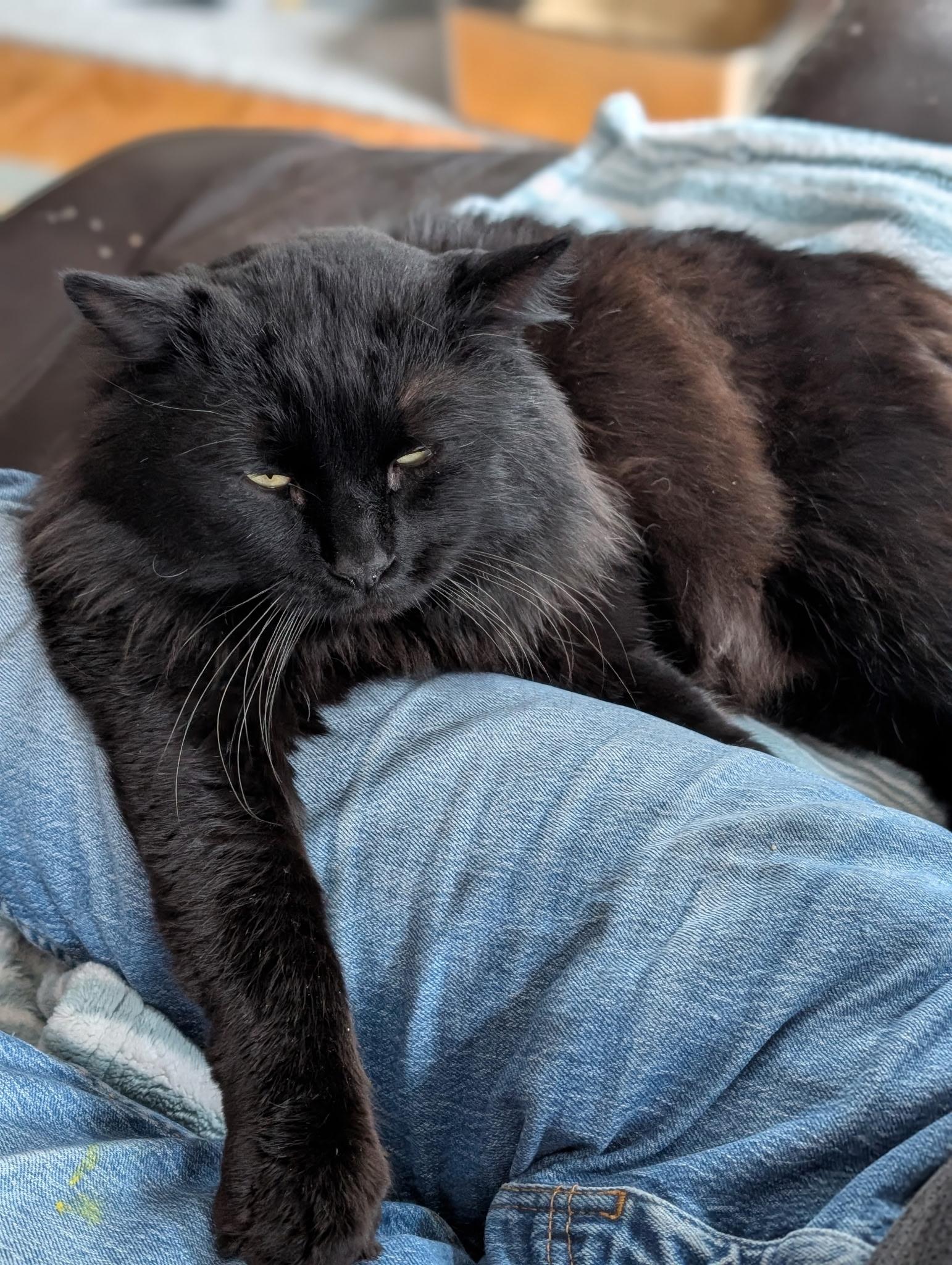 Enlarge Dude!, a Adoptable mixed breed in Griswold, CT image 3/6