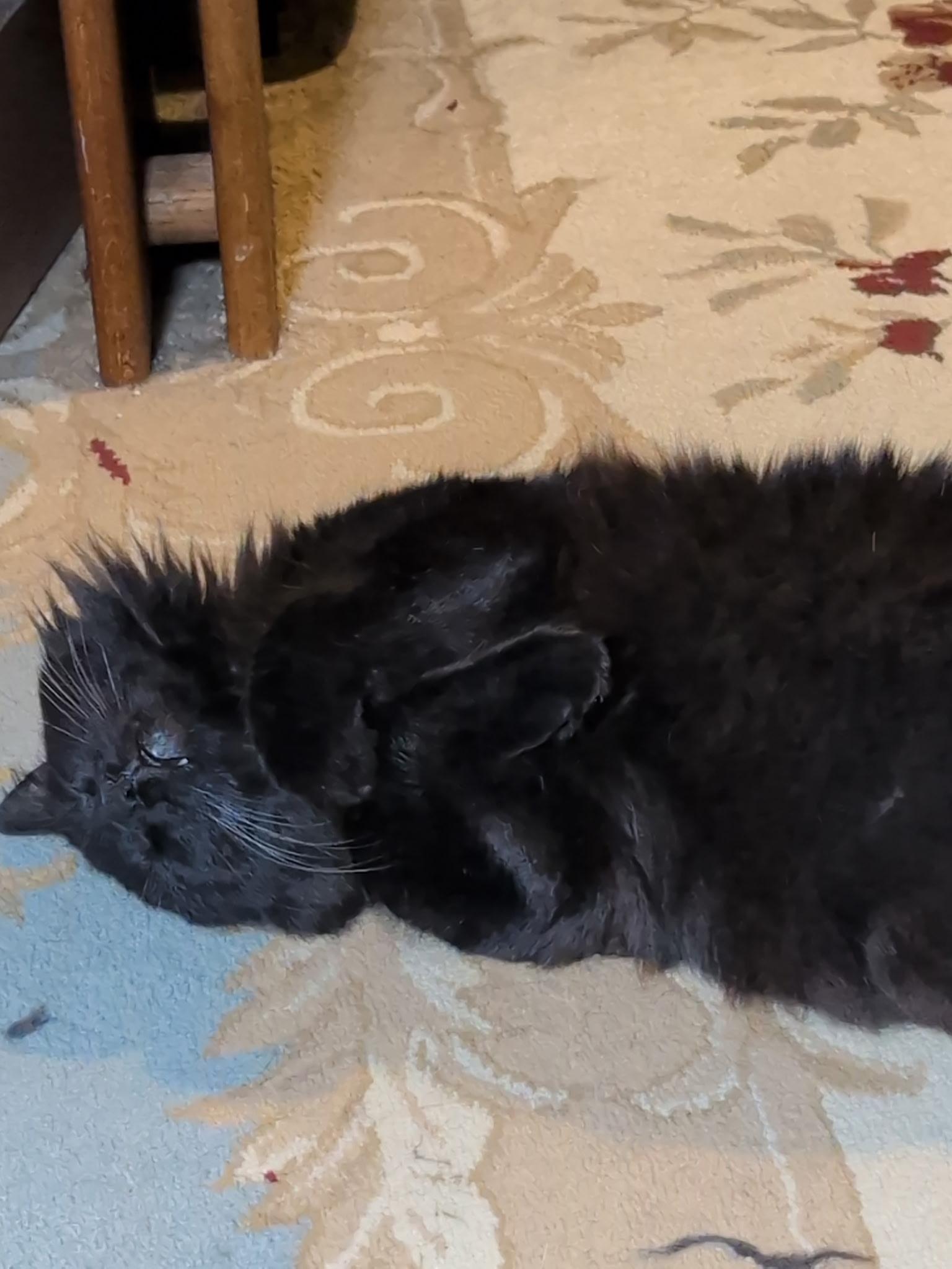 Enlarge Dude!, a Adoptable mixed breed in Griswold, CT image 5/6