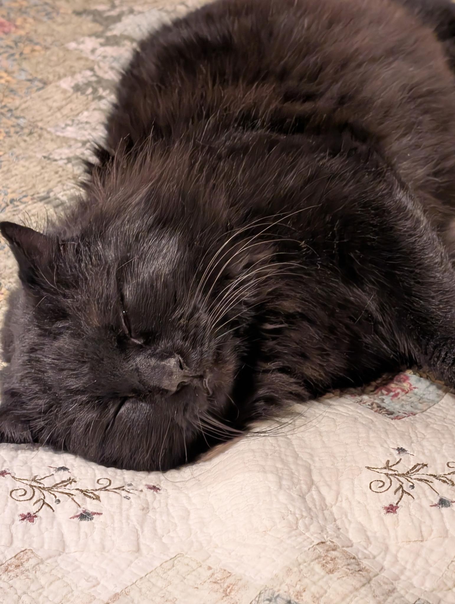 Enlarge Dude!, a Adoptable mixed breed in Griswold, CT image 2/6