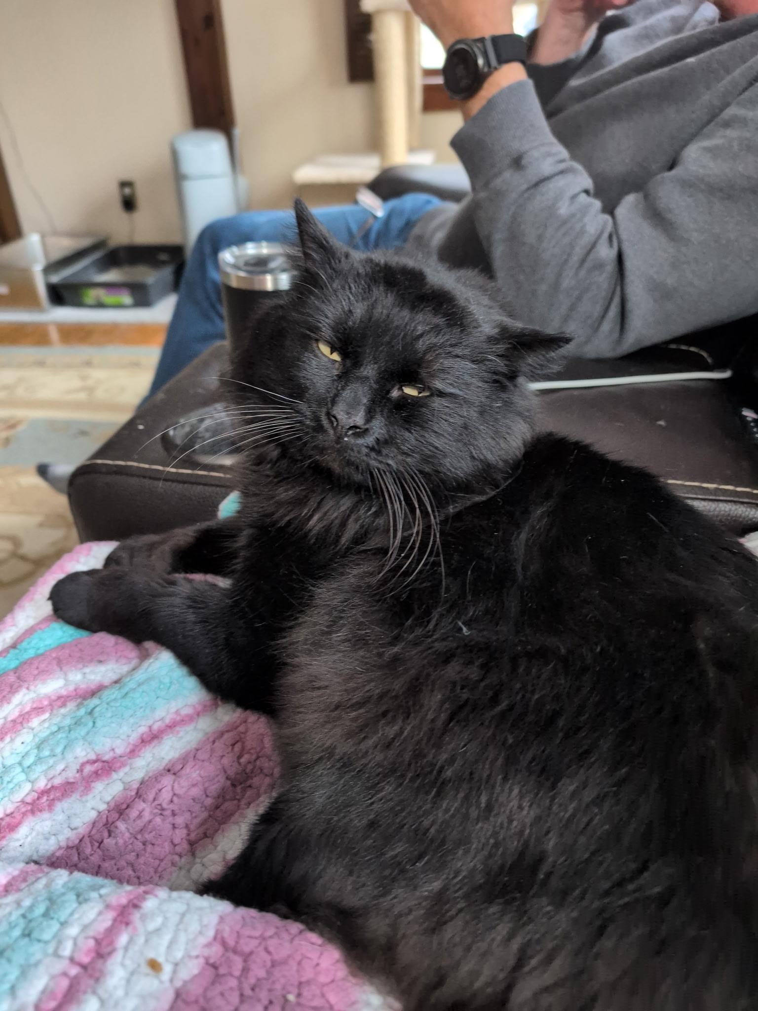 Dude!, Adoptable, Adult Male Domestic Long Hair.